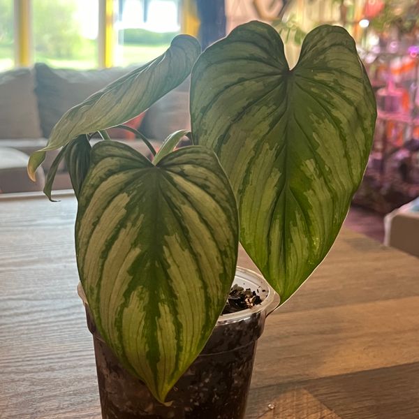 sansevieria boncel Sansevieria cylindrica 'Boncel'