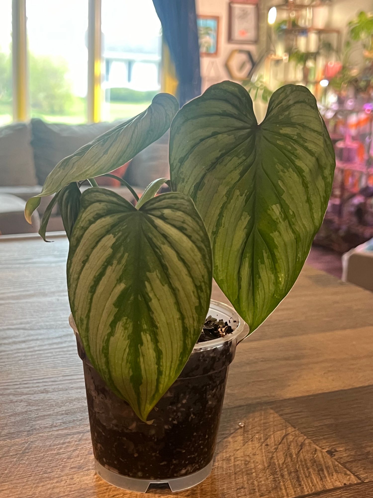 philodendron crystallinum Anthurium crystallinum 