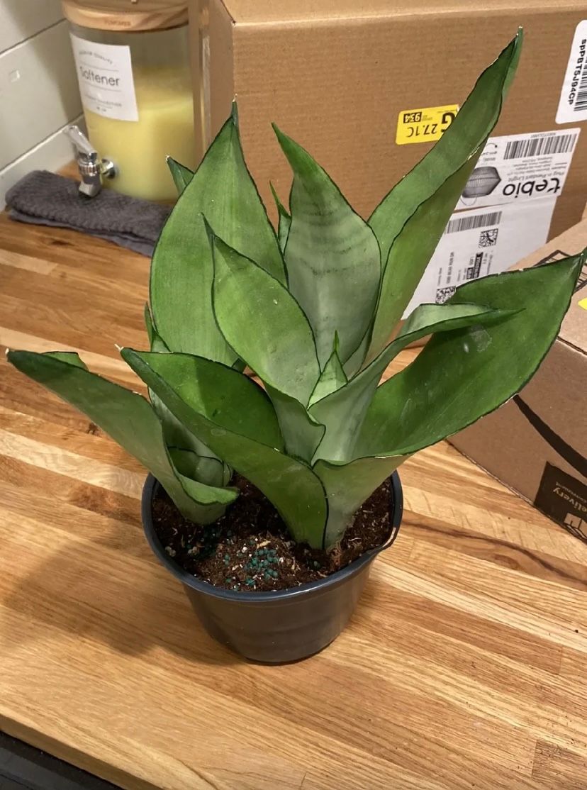 6" Sansevieria 'Moonshine'  BWH Plant Co