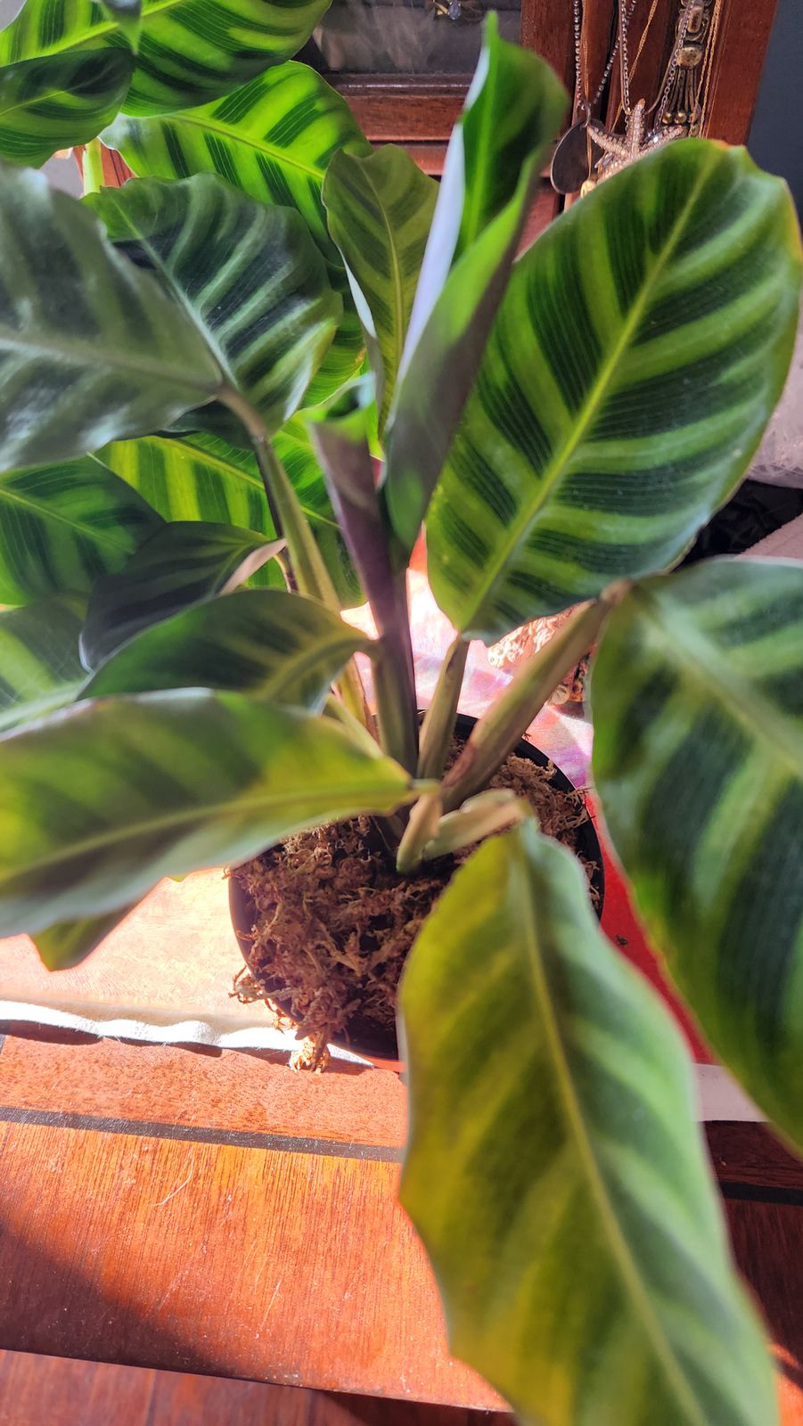 4" Calathea 'Zebrina'  BWH Plant Co