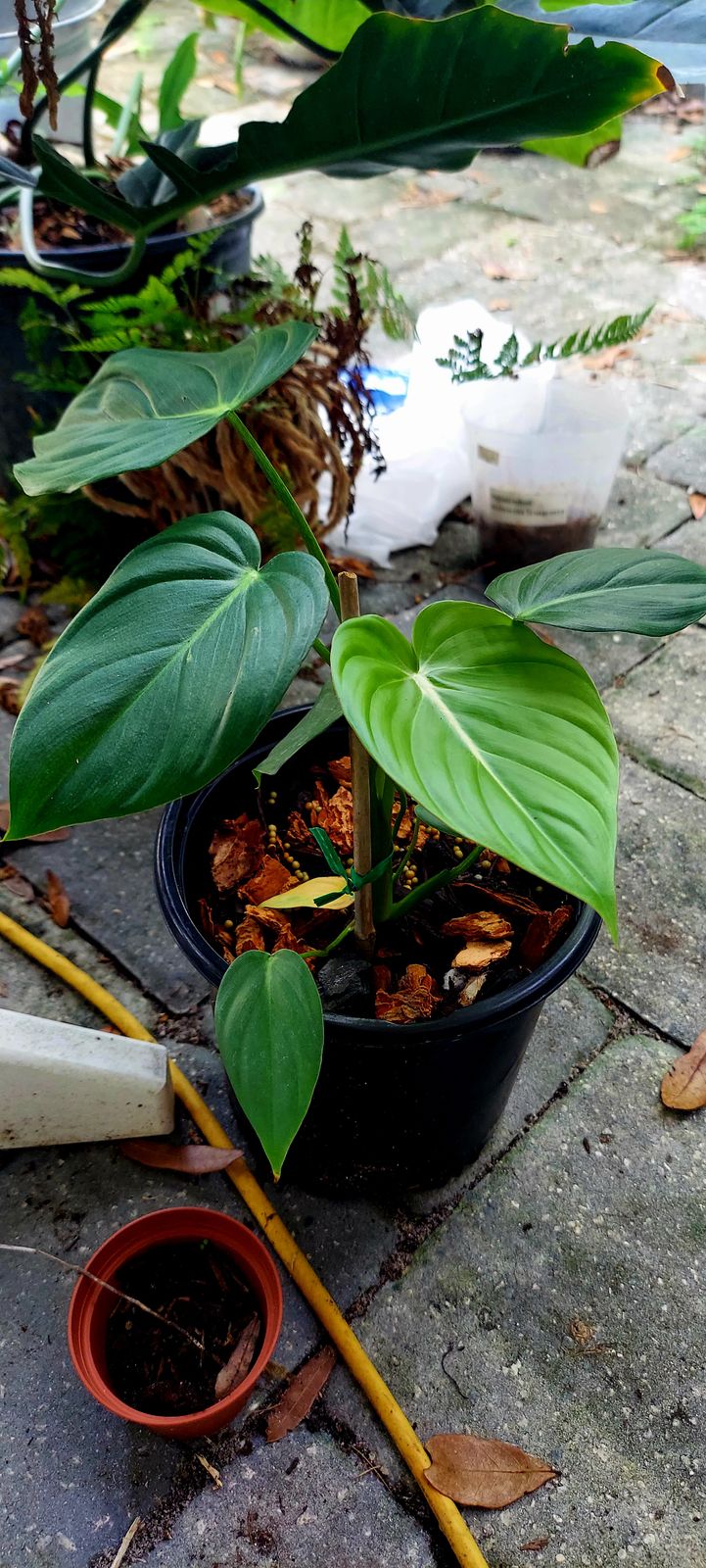 philodendron marmalade 4