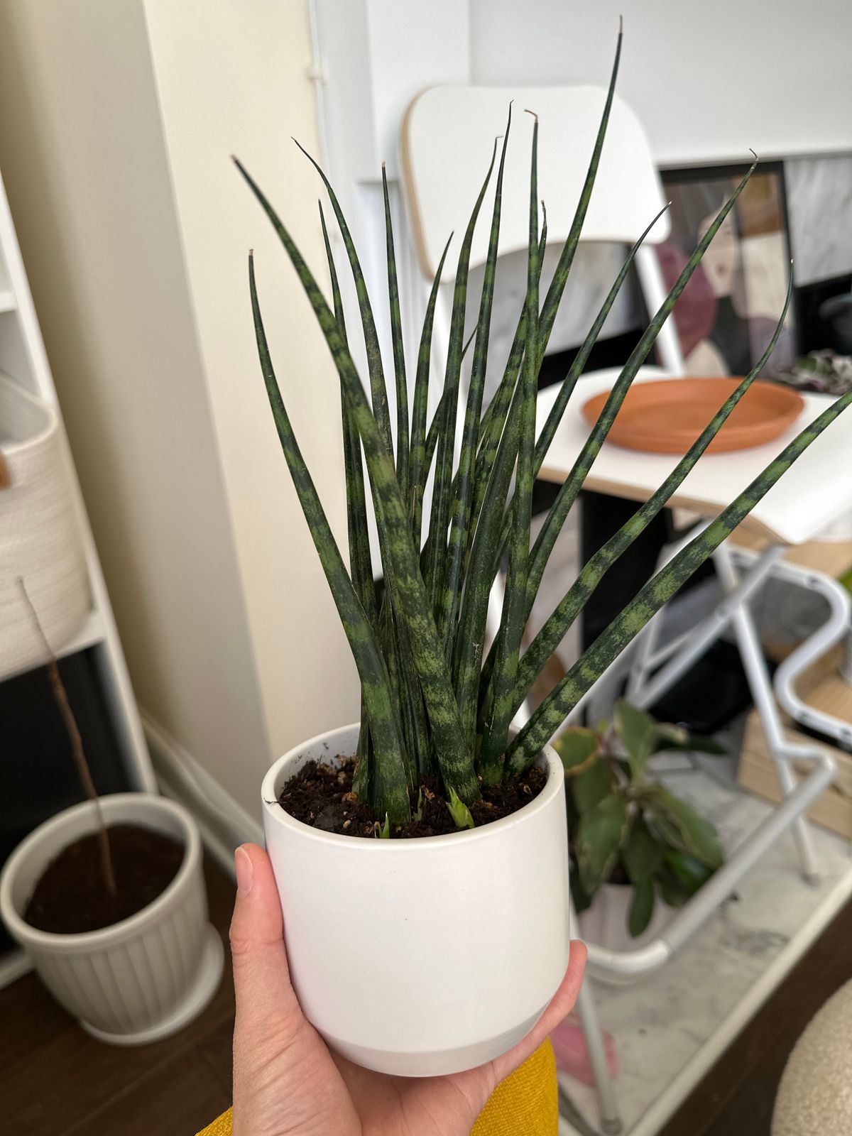 4" Sansevieria 'Fernwood Mikado' - BWH Plant Co.