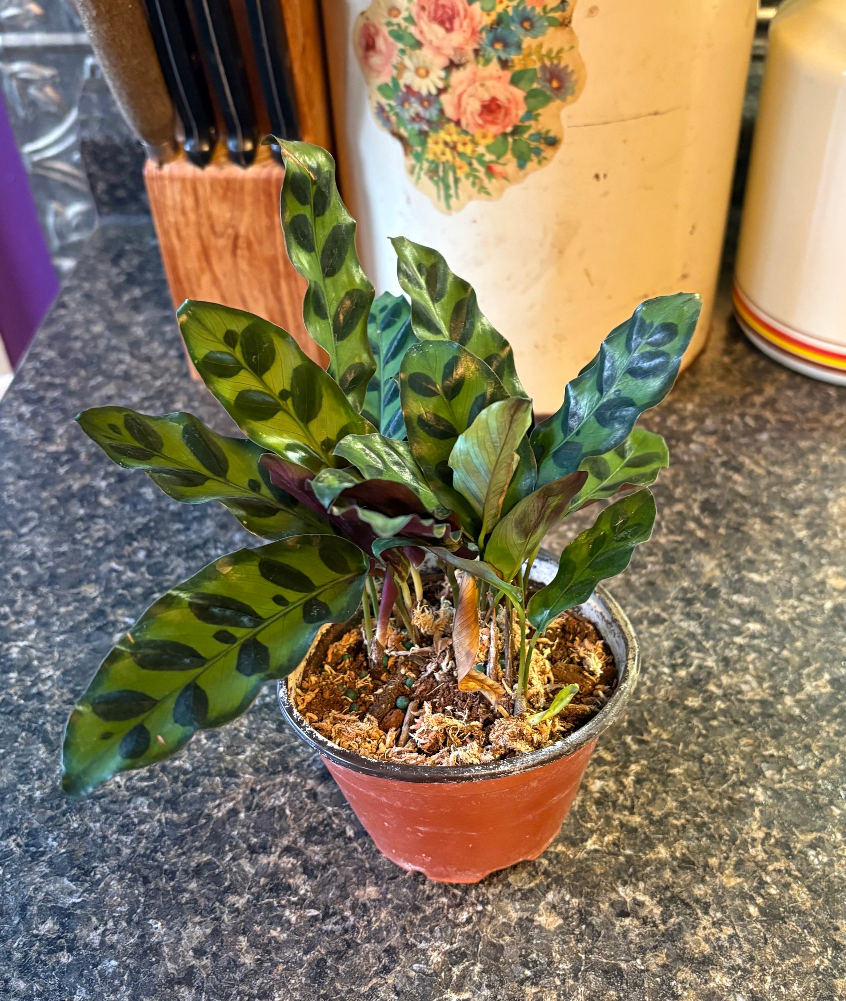 4" Calathea Lancifolia "Rattlesnake" - BWH Plant Co.