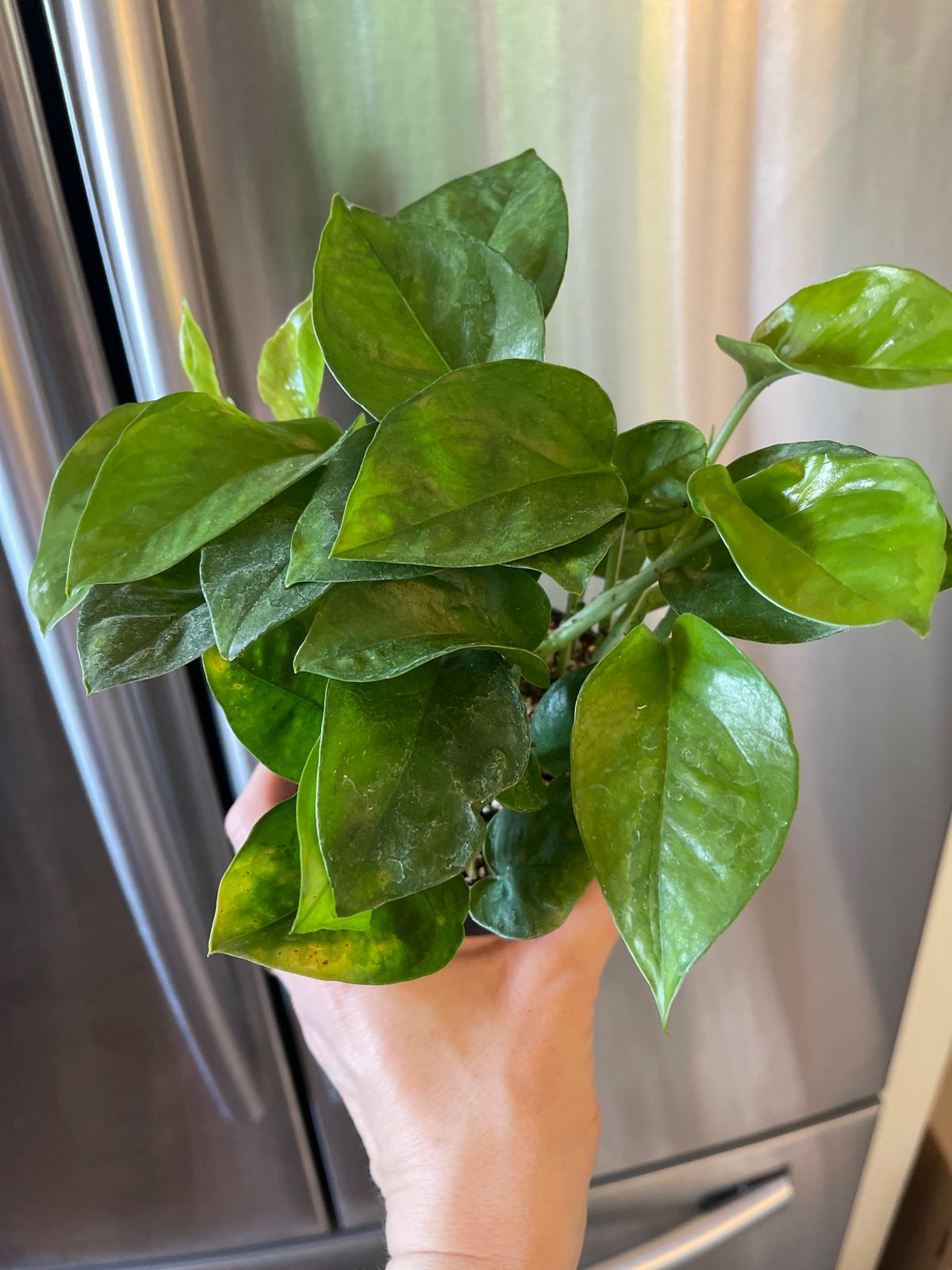 4" Pothos 'Emerald' - BWH Plant Co.