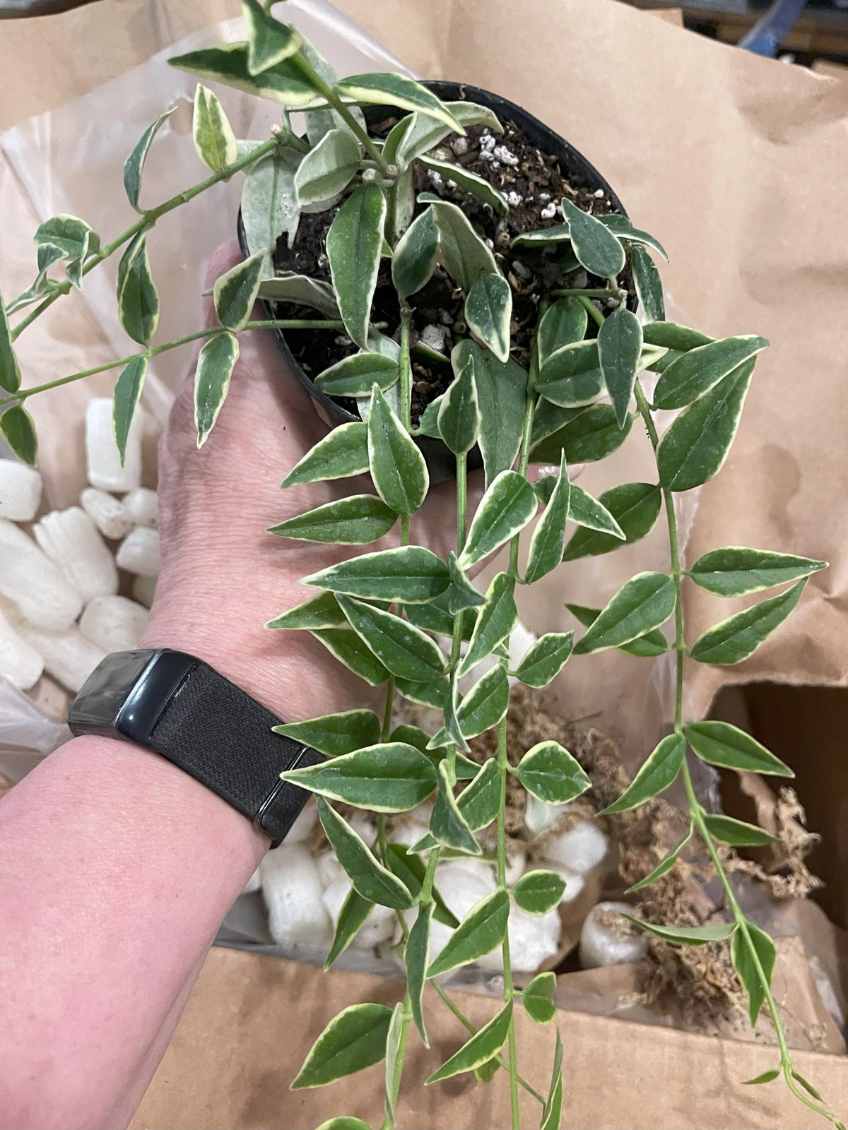 4" Variegated Hoya 'Bella'  BWH Plant Co