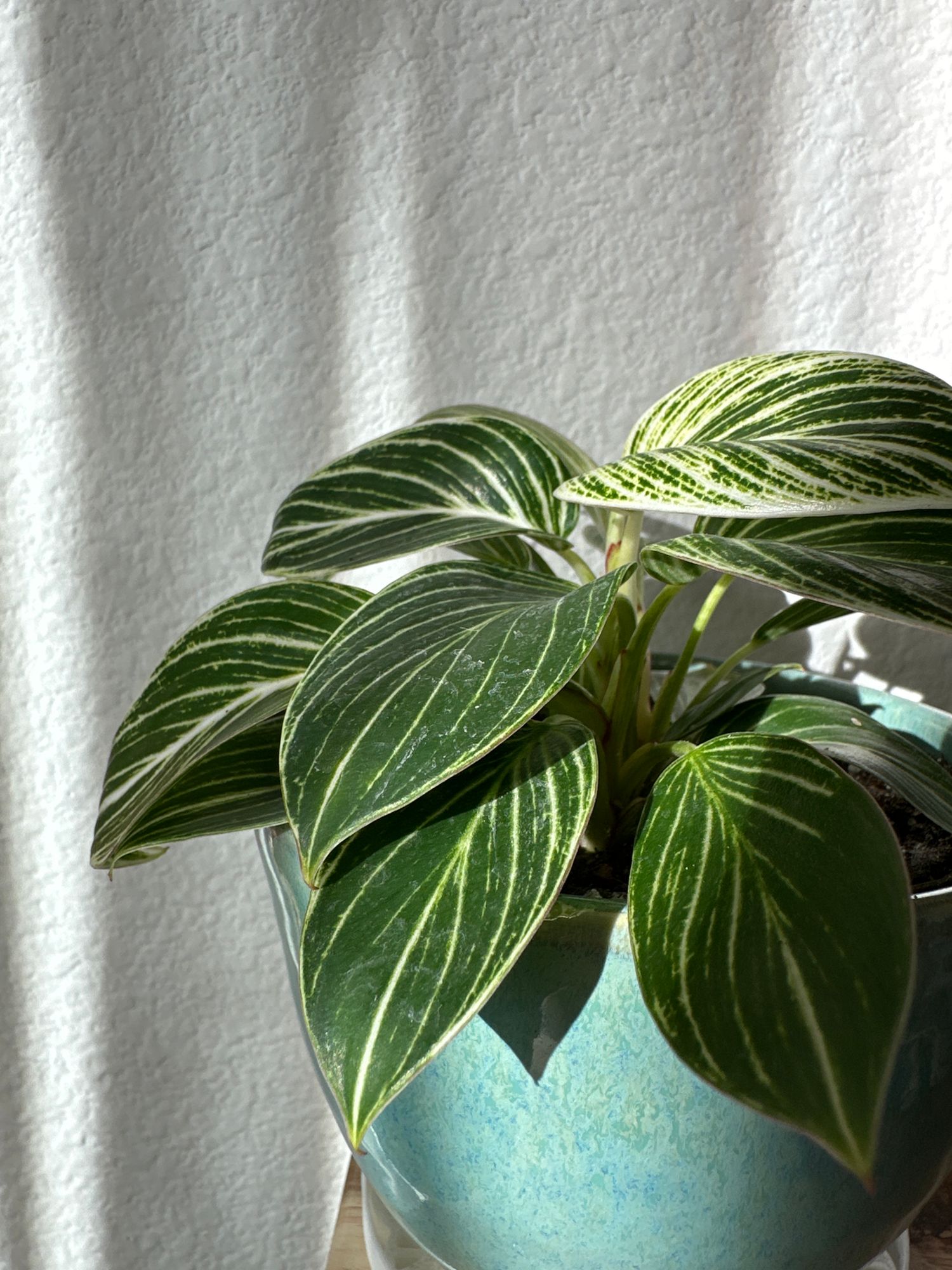 4" Philodendron 'Birkin'  BWH Plant Co