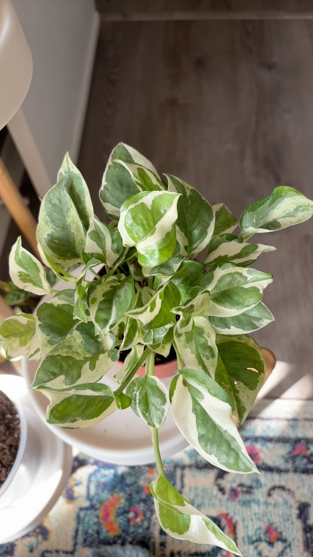 4" Pothos 'Pearls and Jade'  BWH Plant Co