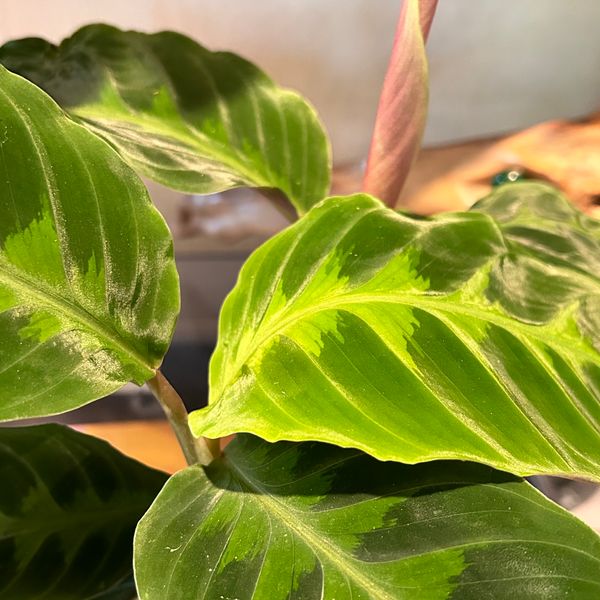 4" Calathea 'Jungle Velvet'  BWH Plant Co