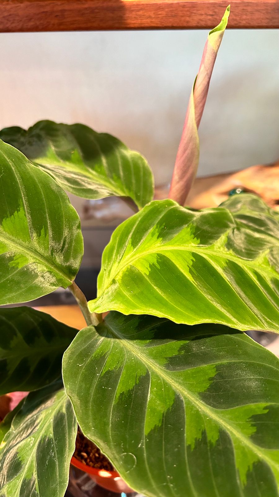 4" Calathea 'Jungle Velvet'  BWH Plant Co