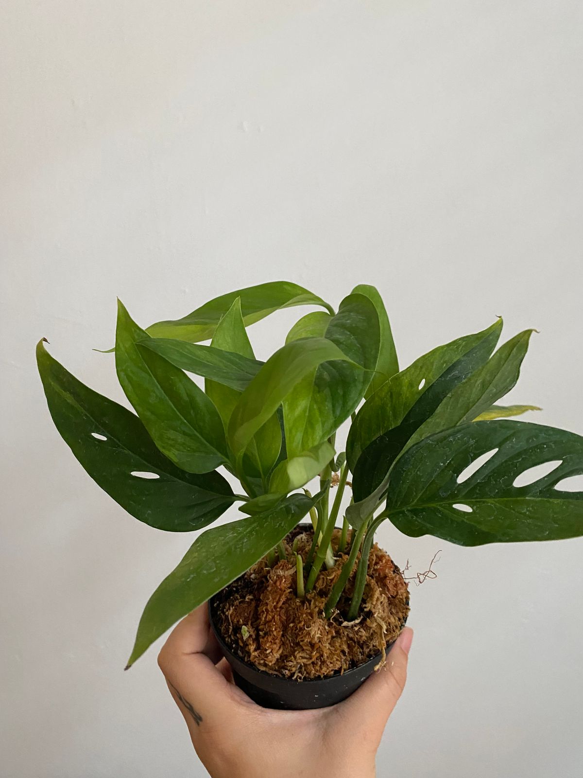 4" Variegated Monstera Adansonii 'Narrow Form'  BWH Plant Co