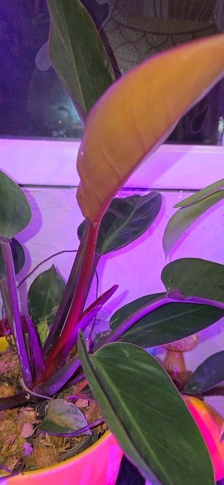 pflanze philodendron Künstliche Pflanze Philodendron Inkl. Runder Ziertopf, Kunststoff kaufen main image 1