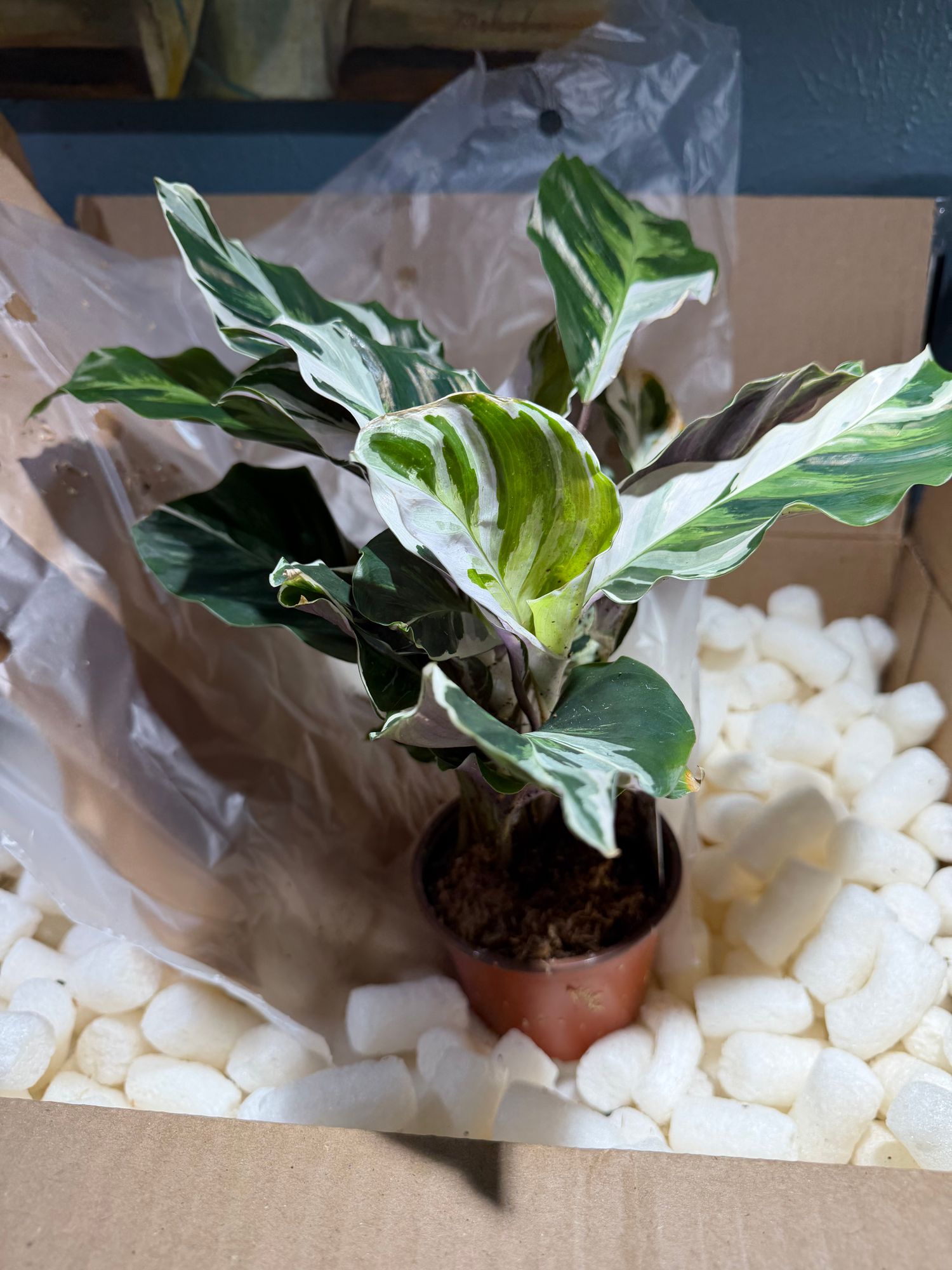4" Calathea 'Fusion White' - BWH Plant Co.