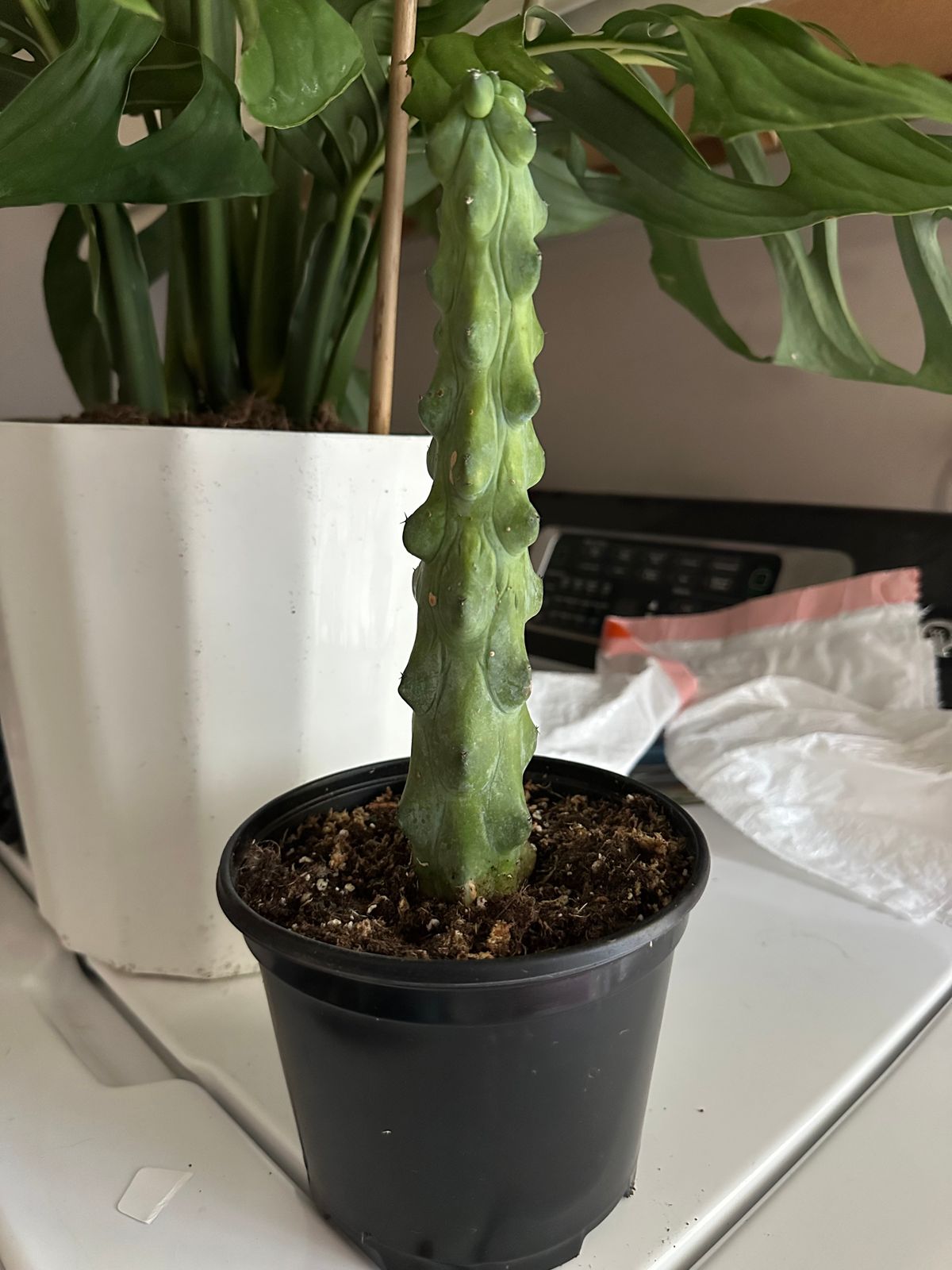 6" Myrtillocactus Geometrizans 'Boobie Cactus'  BWH Plant Co