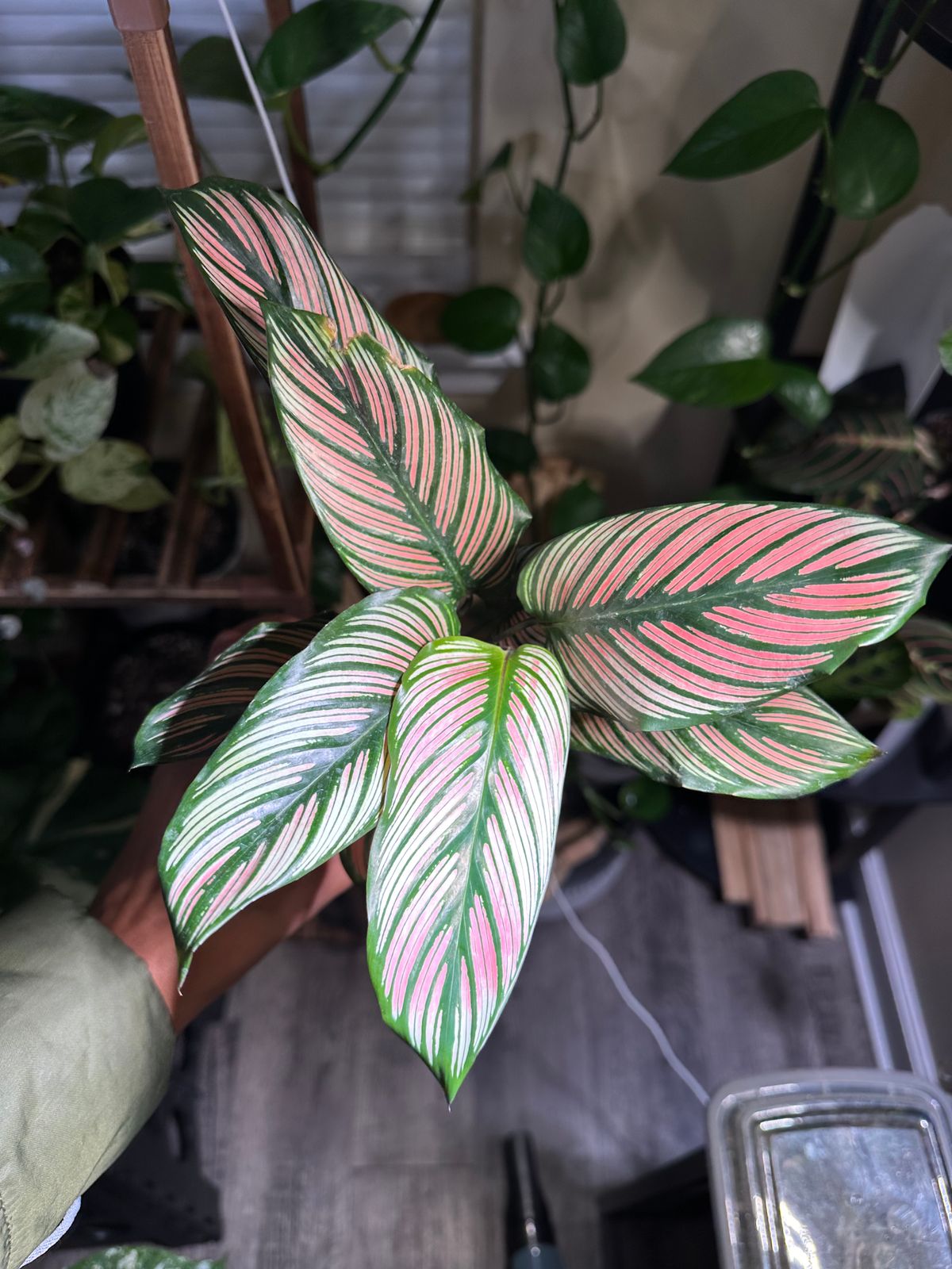 4" Calathea 'White Star'  BWH Plant Co