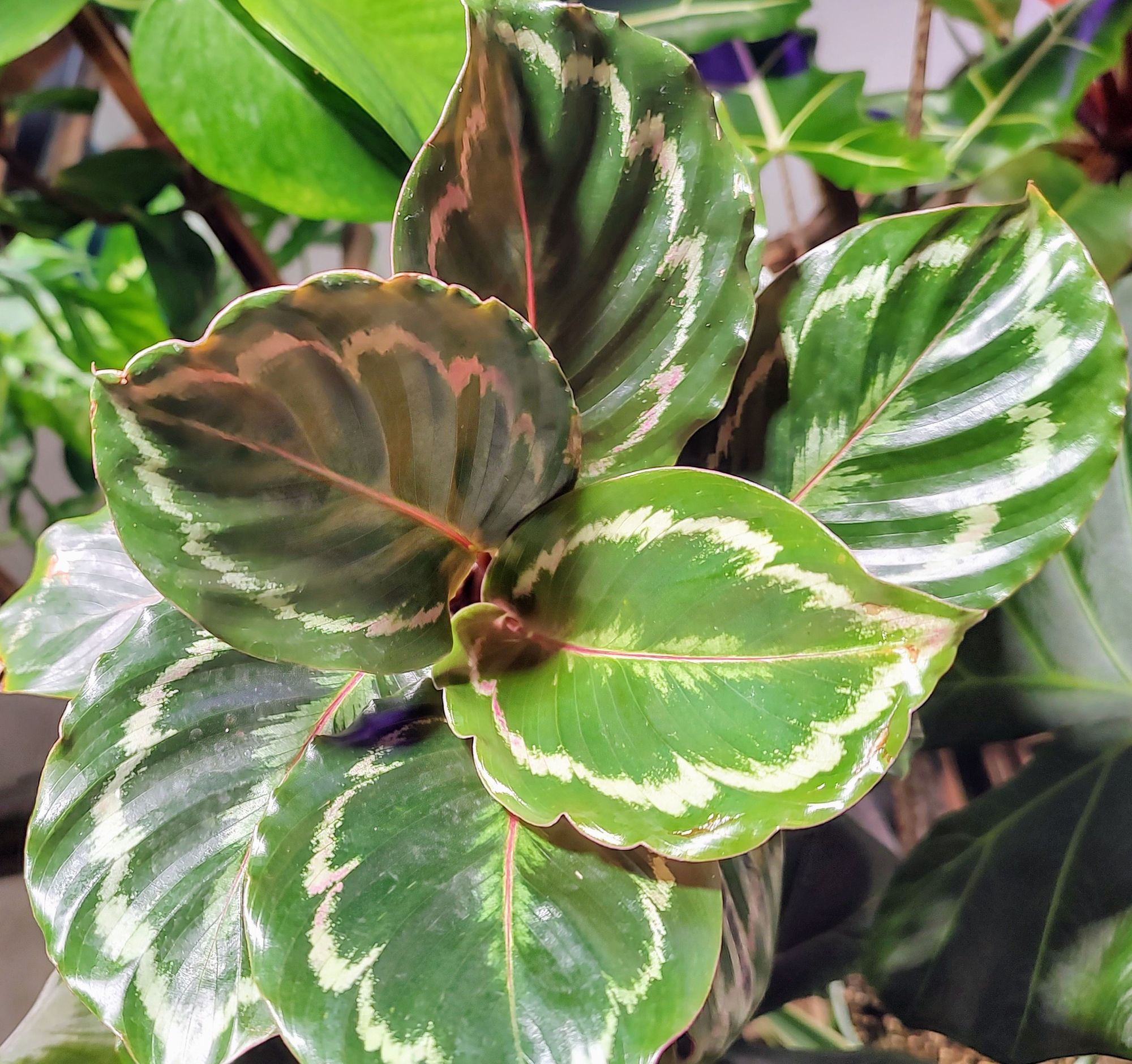 4" Calathea Roseopicta "Medallion" - BWH Plant Co.