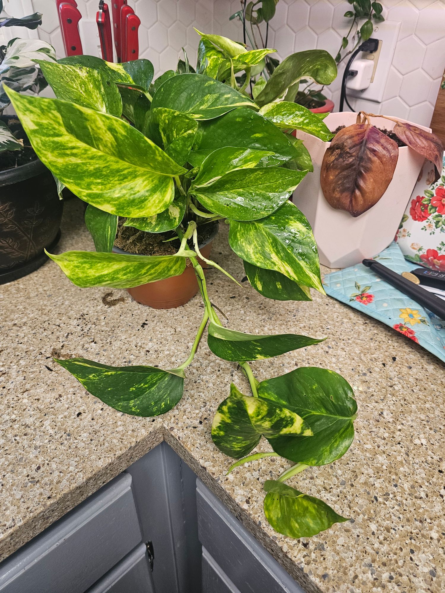 pothos manjula Pothos Manjula
