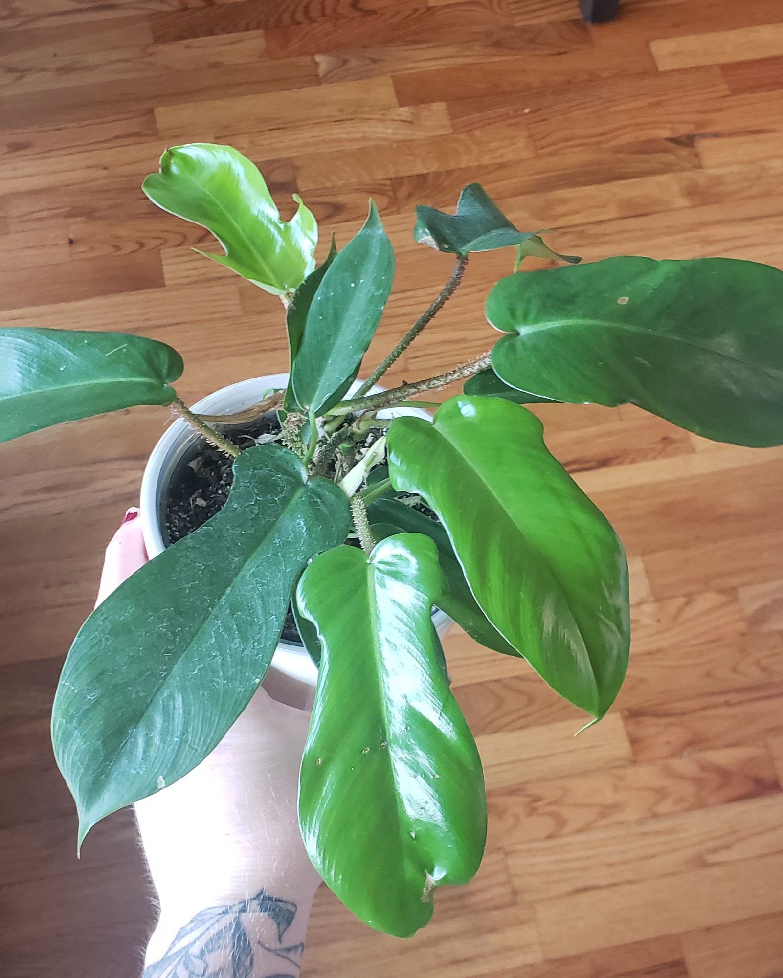 4" Philodendron 'Squamiferum' - BWH Plant Co.