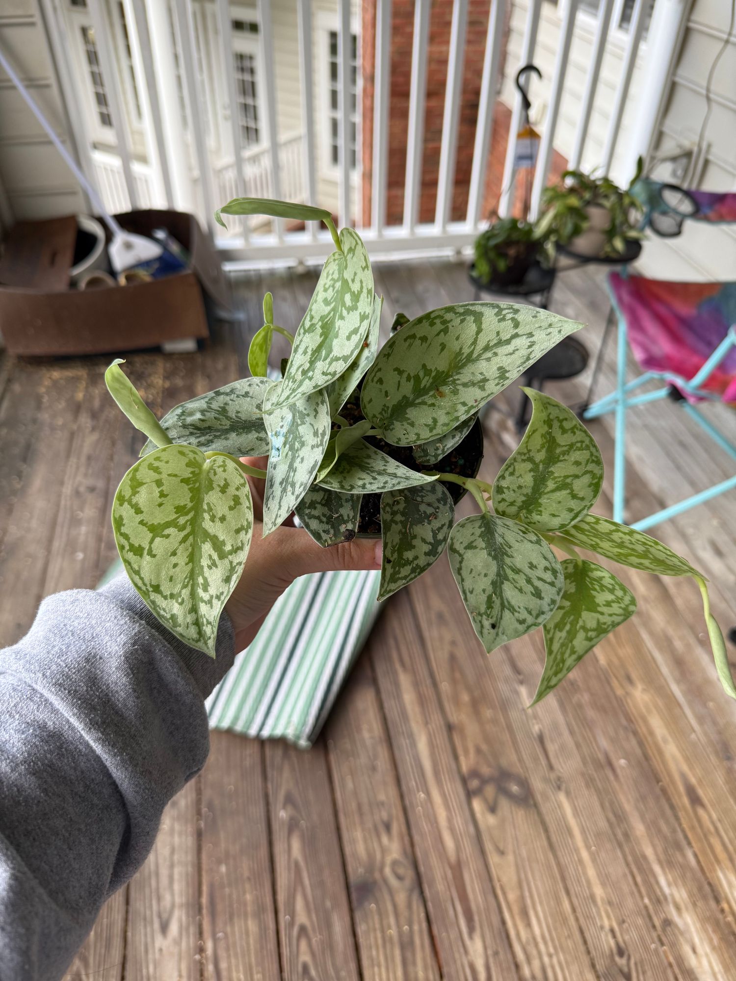 4" Scindapsus 'Silver Lady' - BWH Plant Co.