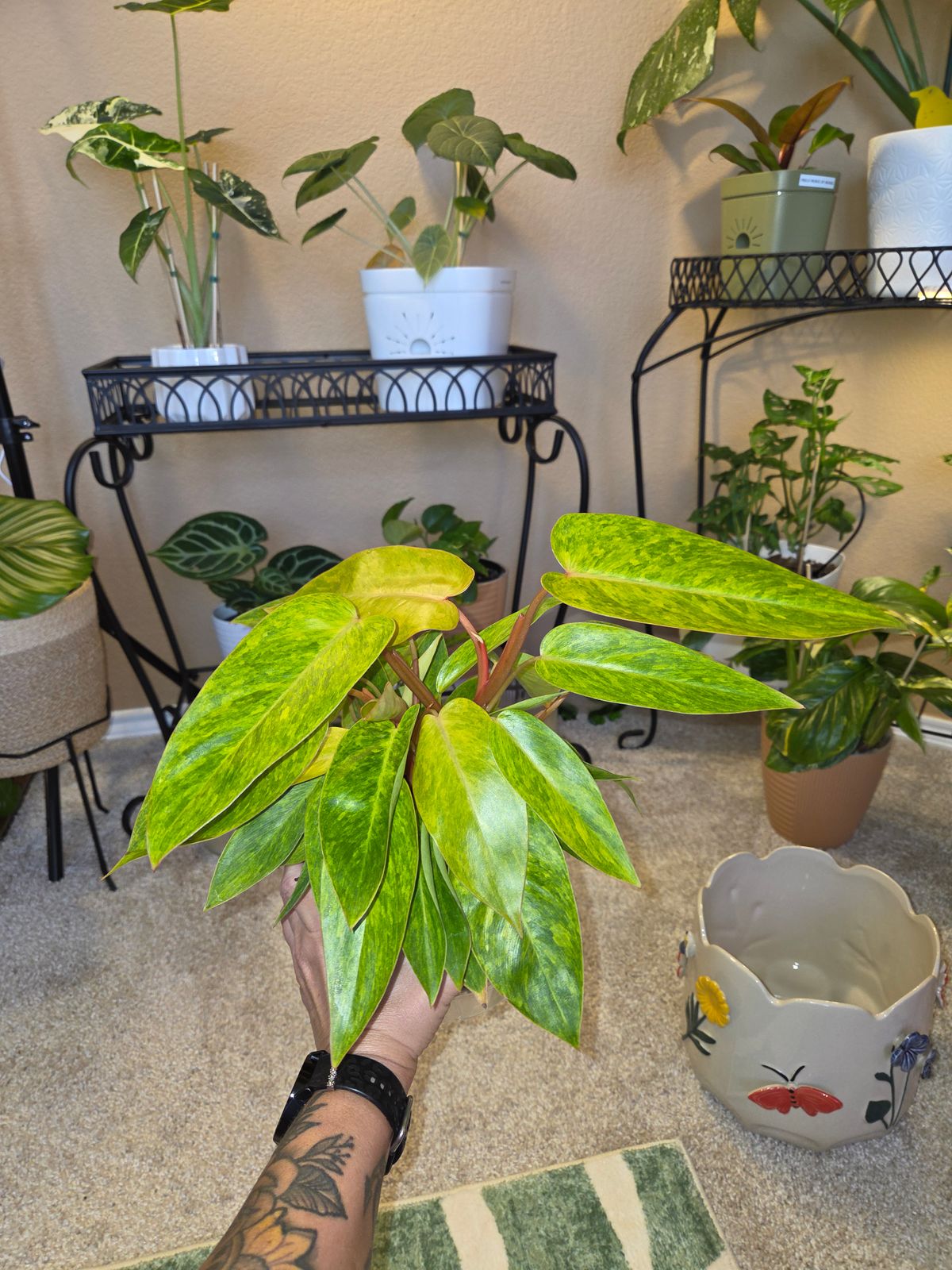 6" Philodendron 'Painted Lady' - BWH Plant Co.