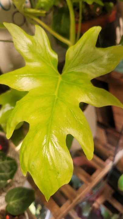 2" Philodendron 'Warscewiczii Aurea'  BWH Plant Co