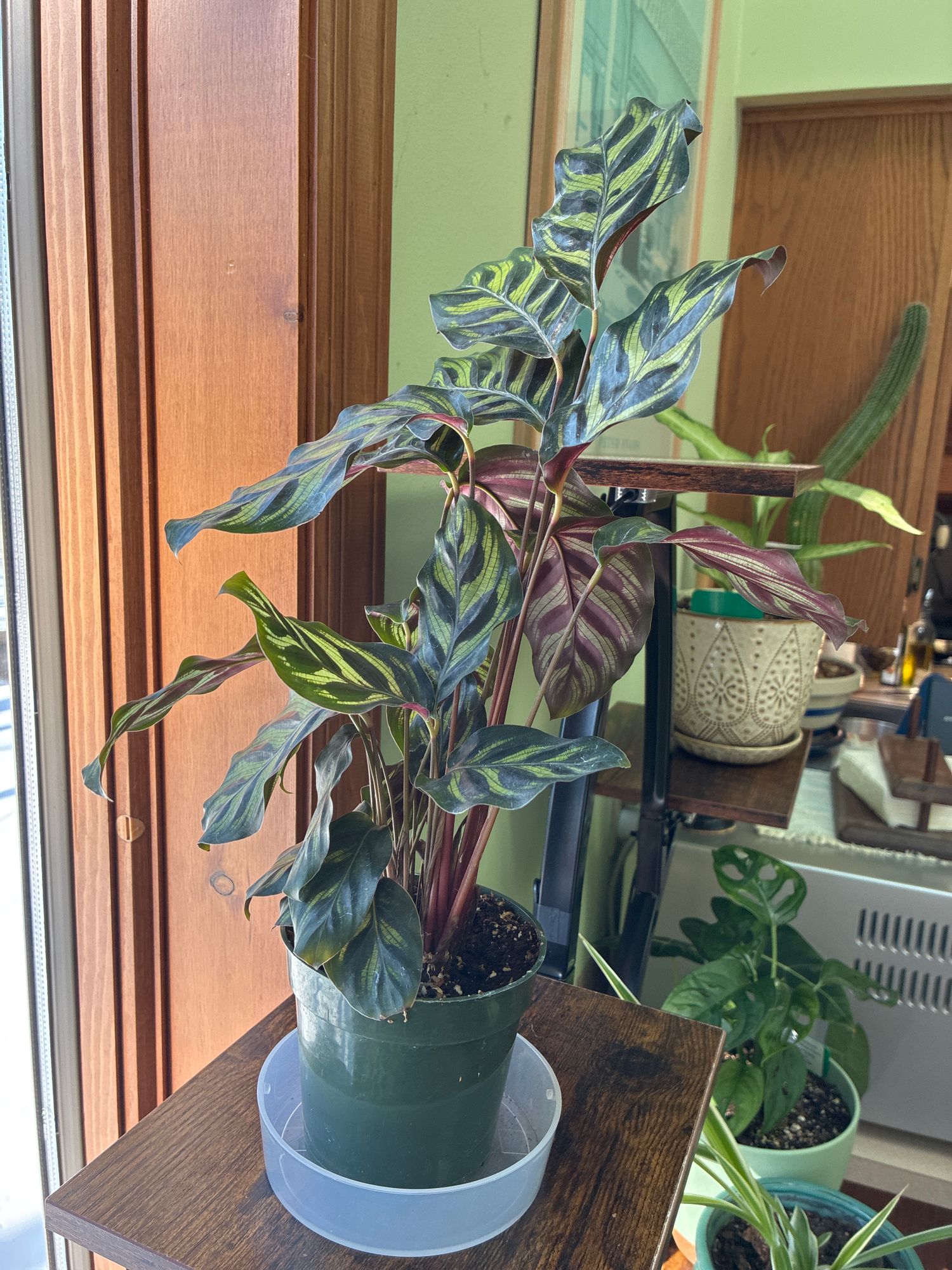 4" Calathea 'Makoyana' - BWH Plant Co.