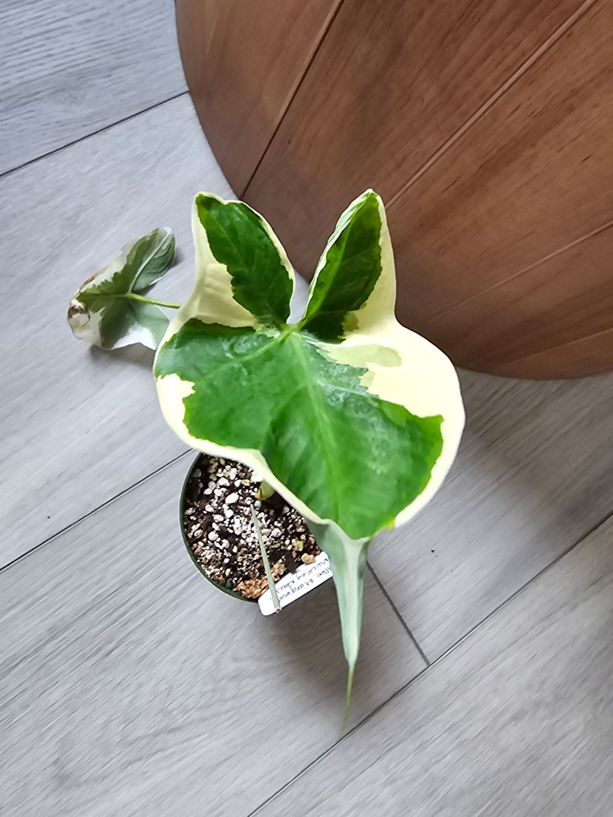 4" Xanthosoma Albo Marginata 'Mickey Mouse'  BWH Plant Co