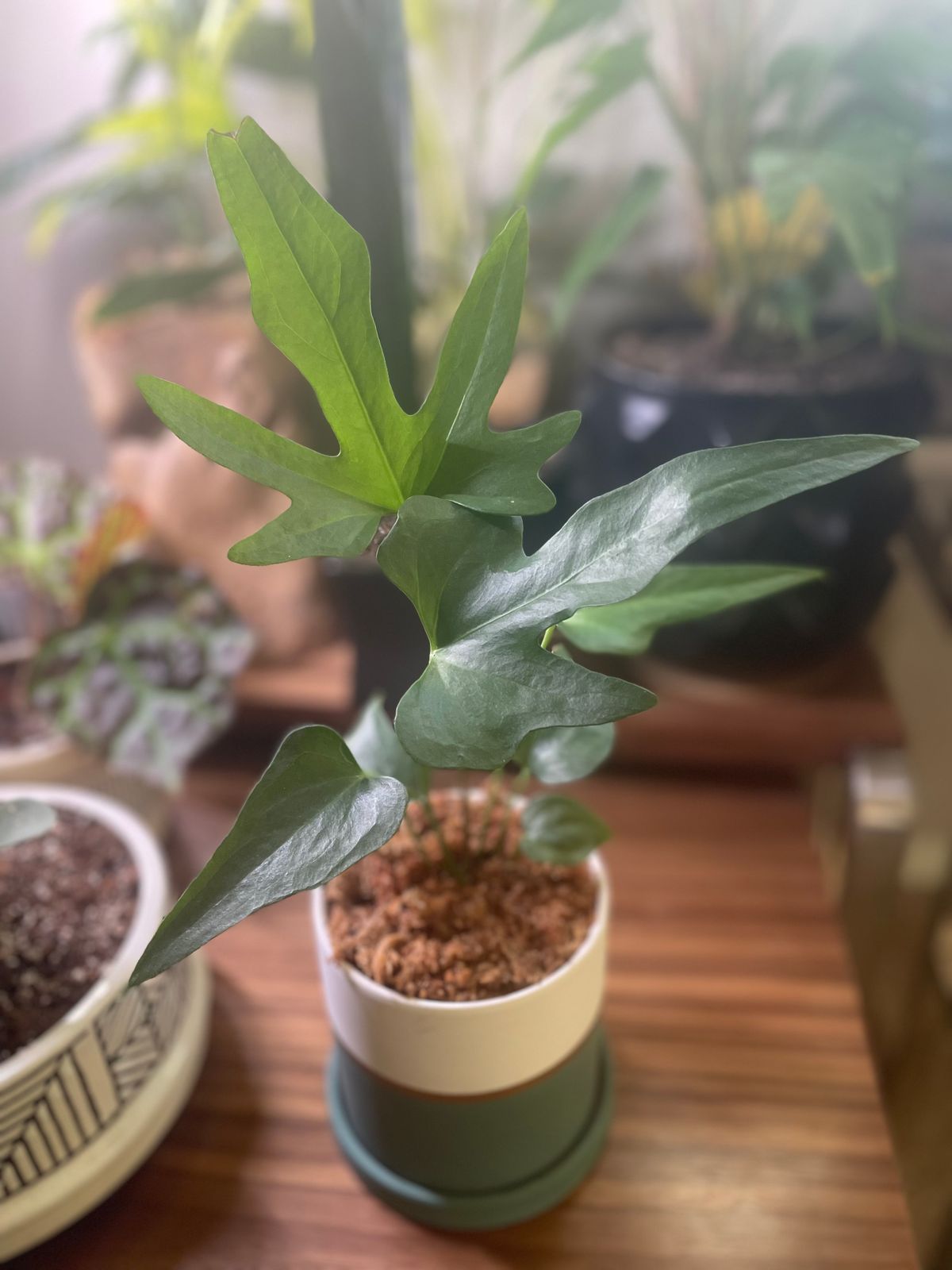 dieffenbachia camille plant care Dieffenbachia 'Camille' 4"
