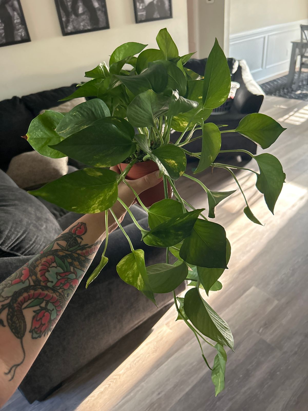 prayer plant large Lemon Lime Maranta