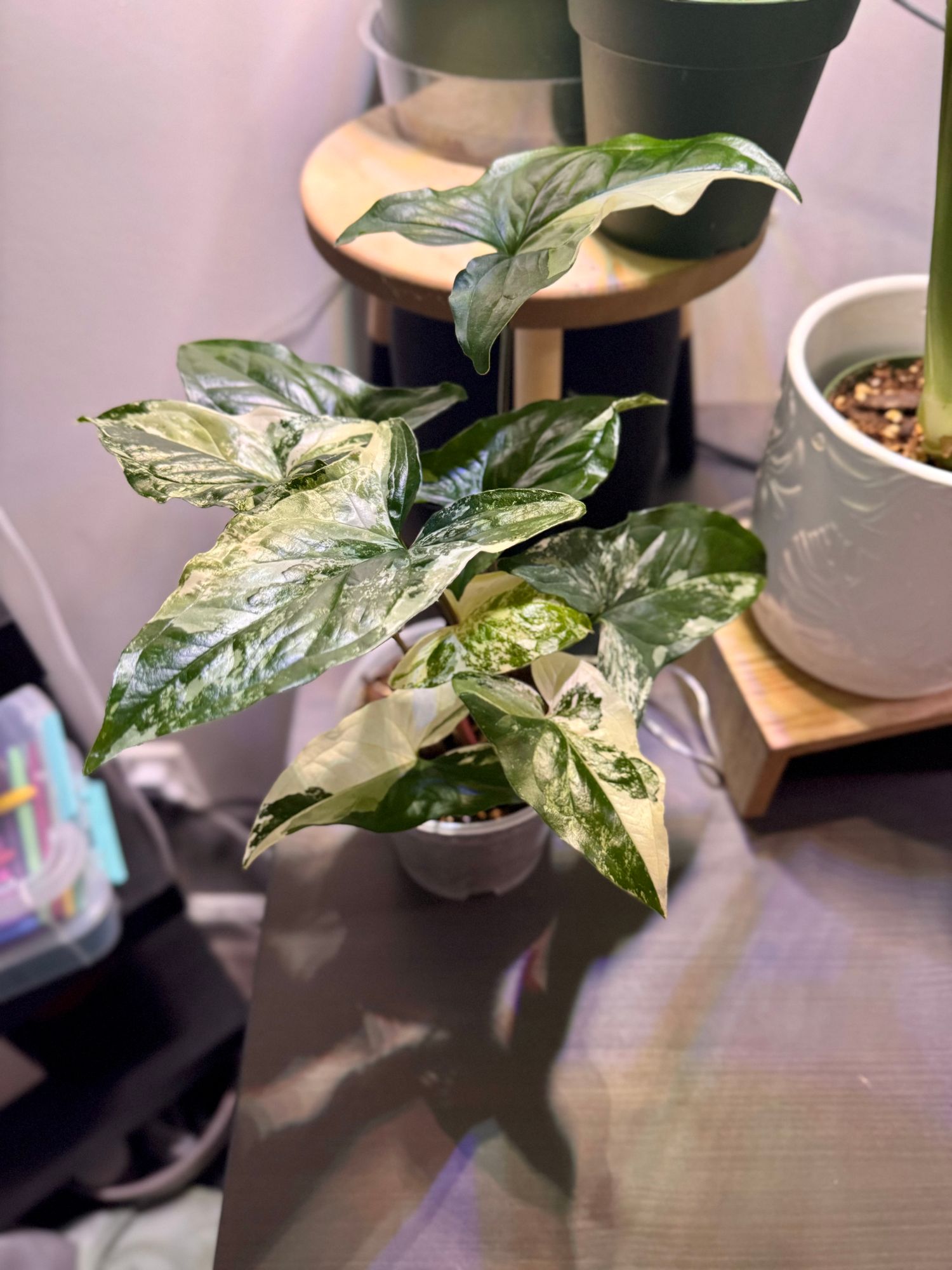 4" Syngonium Albo Variegated  BWH Plant Co