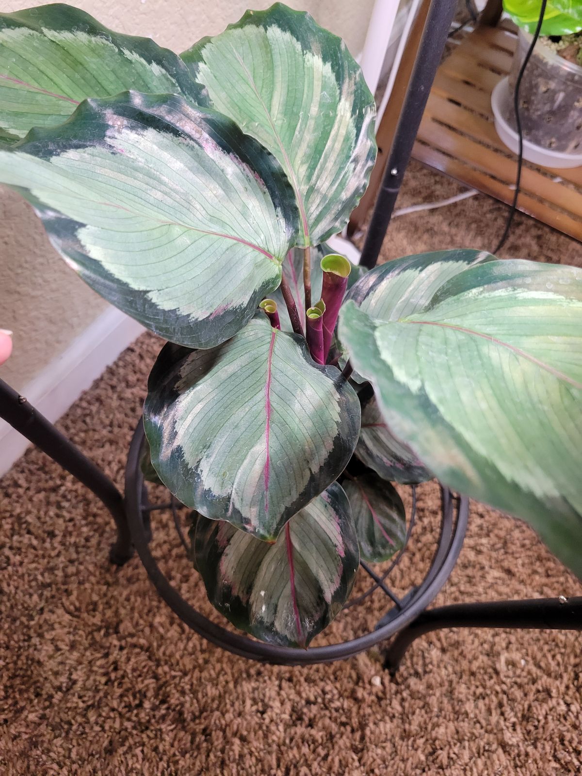 4" Calathea 'Royal'  BWH Plant Co