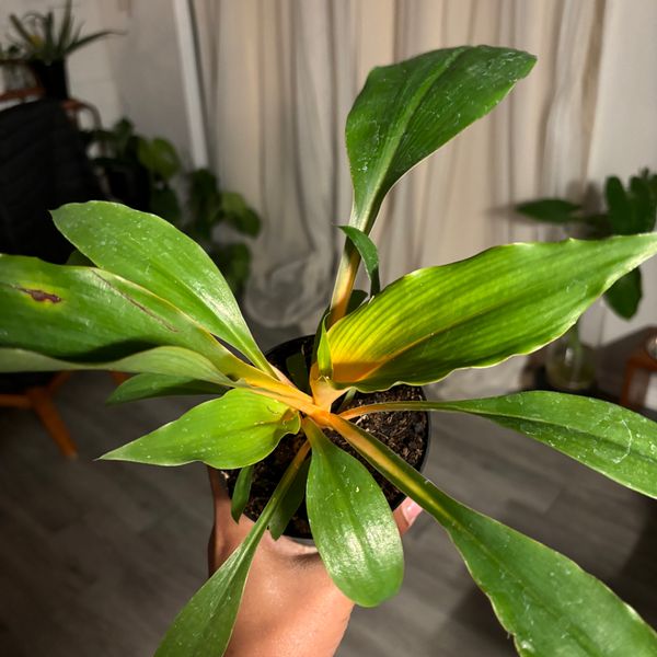 4" Chlorophytum Orchidastrum 'Fire Flash' - BWH Plant Co.