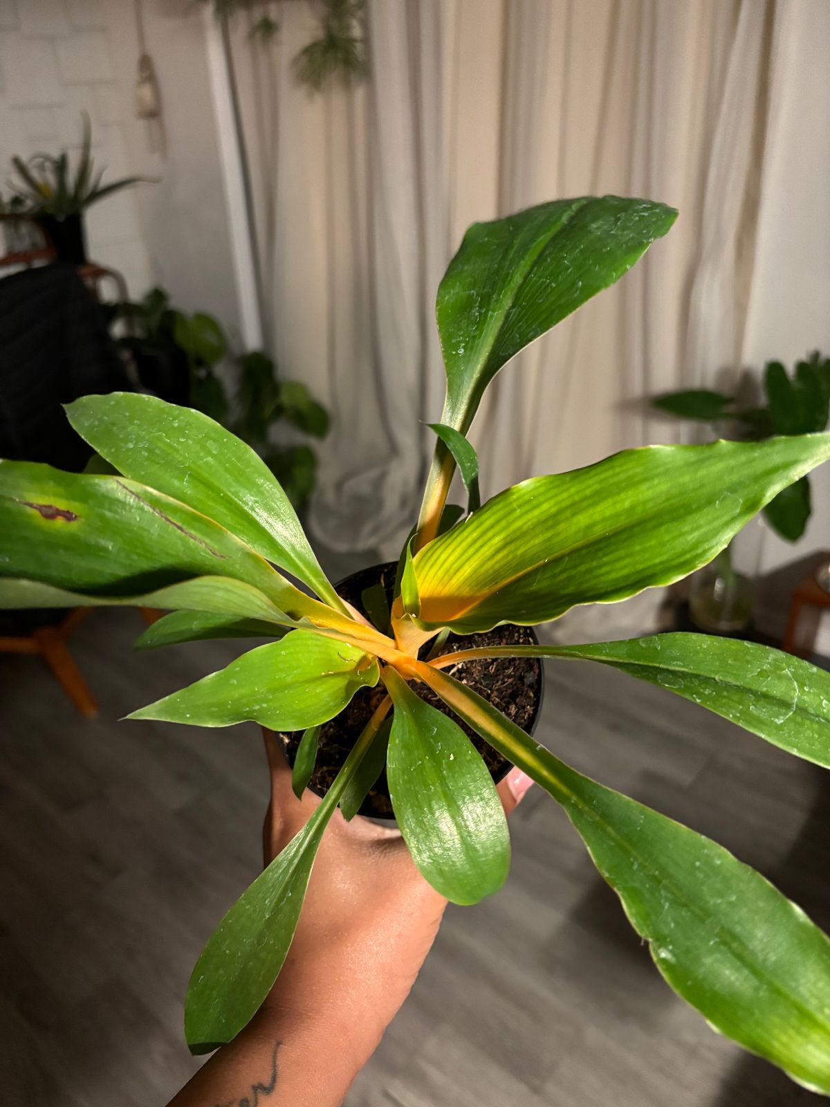 4" Chlorophytum Orchidastrum 'Fire Flash' - BWH Plant Co.