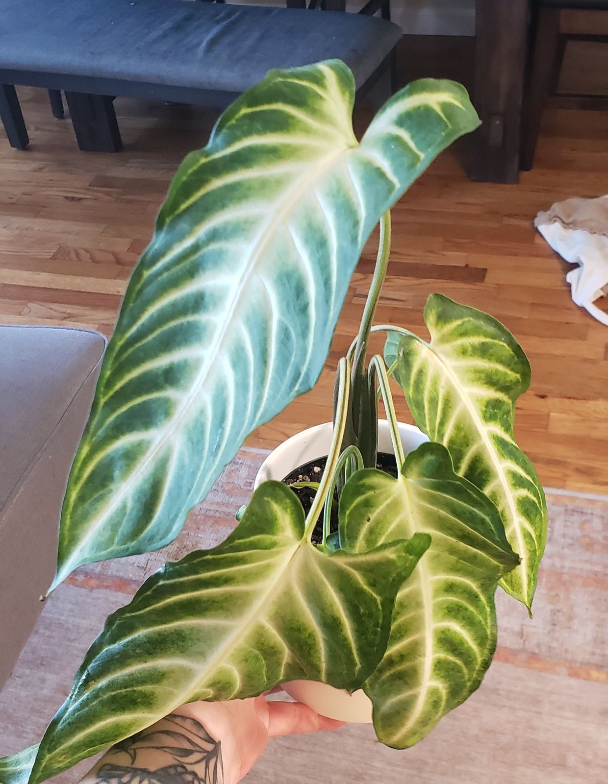 philodendron kathleen Buy Philodendron Split Leaf Skeleton Key main image 0