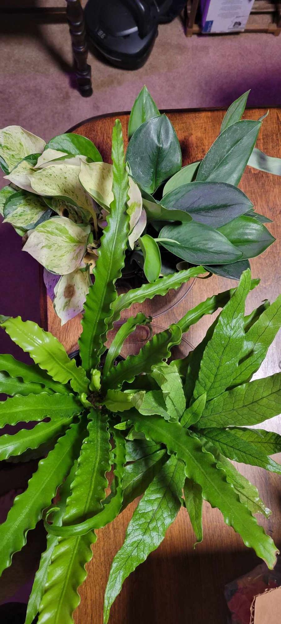 philodendron wasserbedarf Philodendron Scandens Brasil Hngepflanze | 40 cm