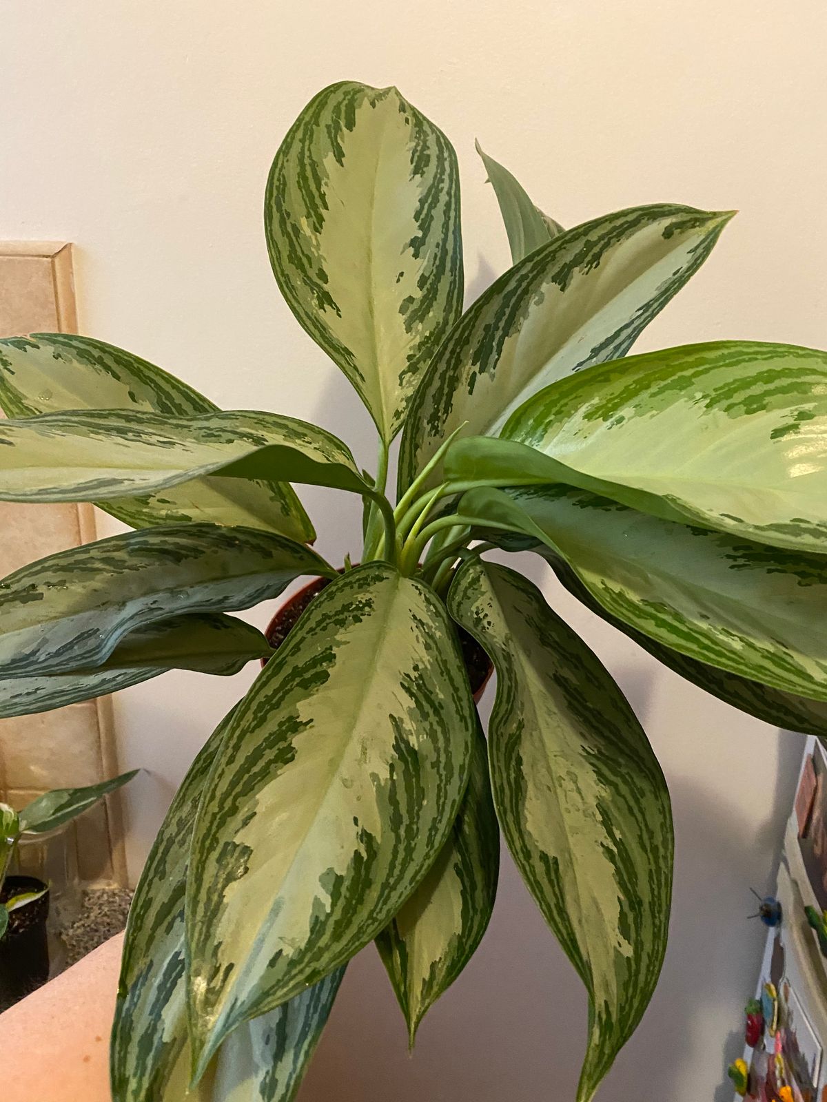 6" Aglaonema 'Silver Bay'  BWH Plant Co