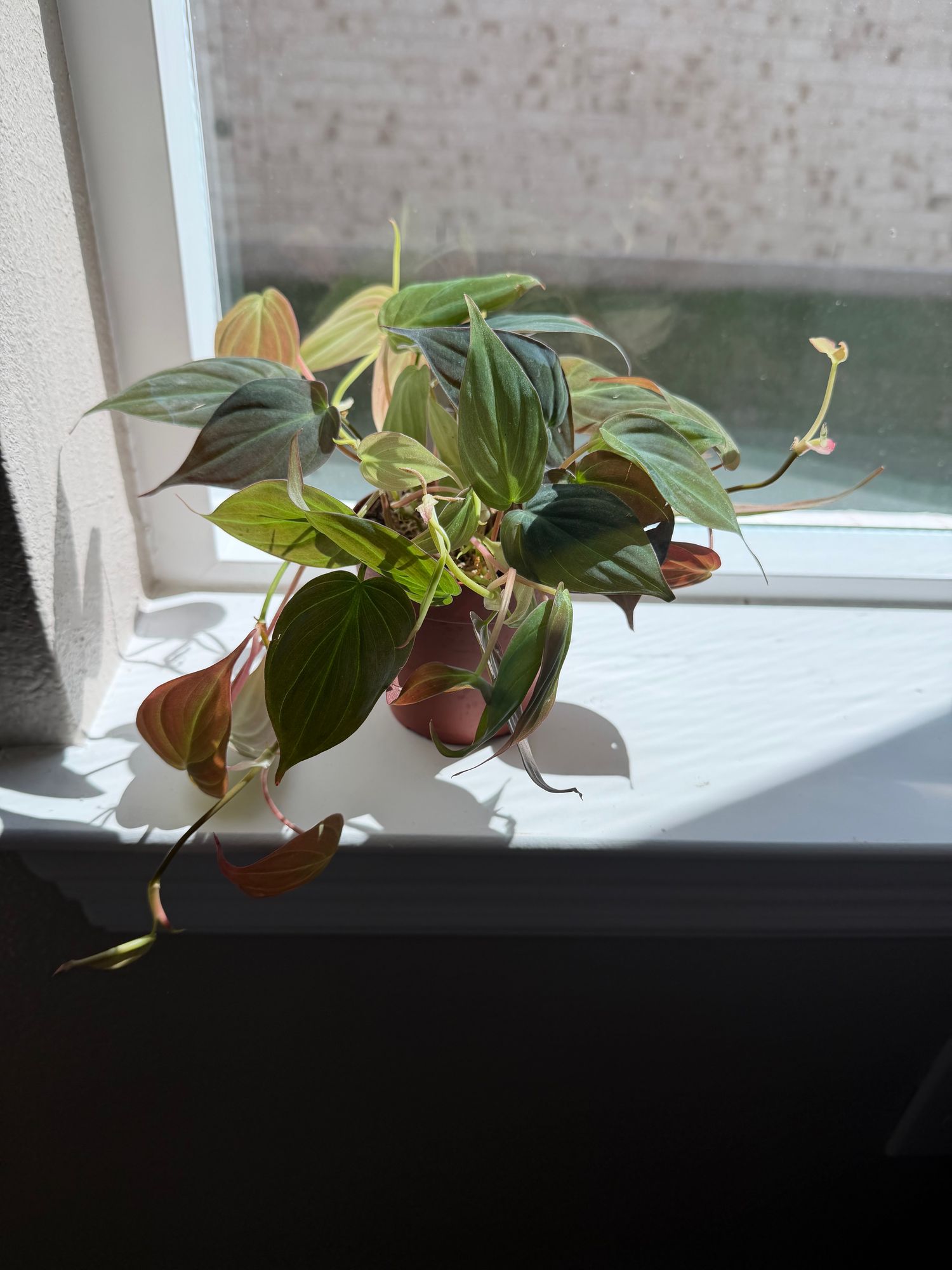 6" Philodendron 'Micans' (Hanging Basket)  BWH Plant Co