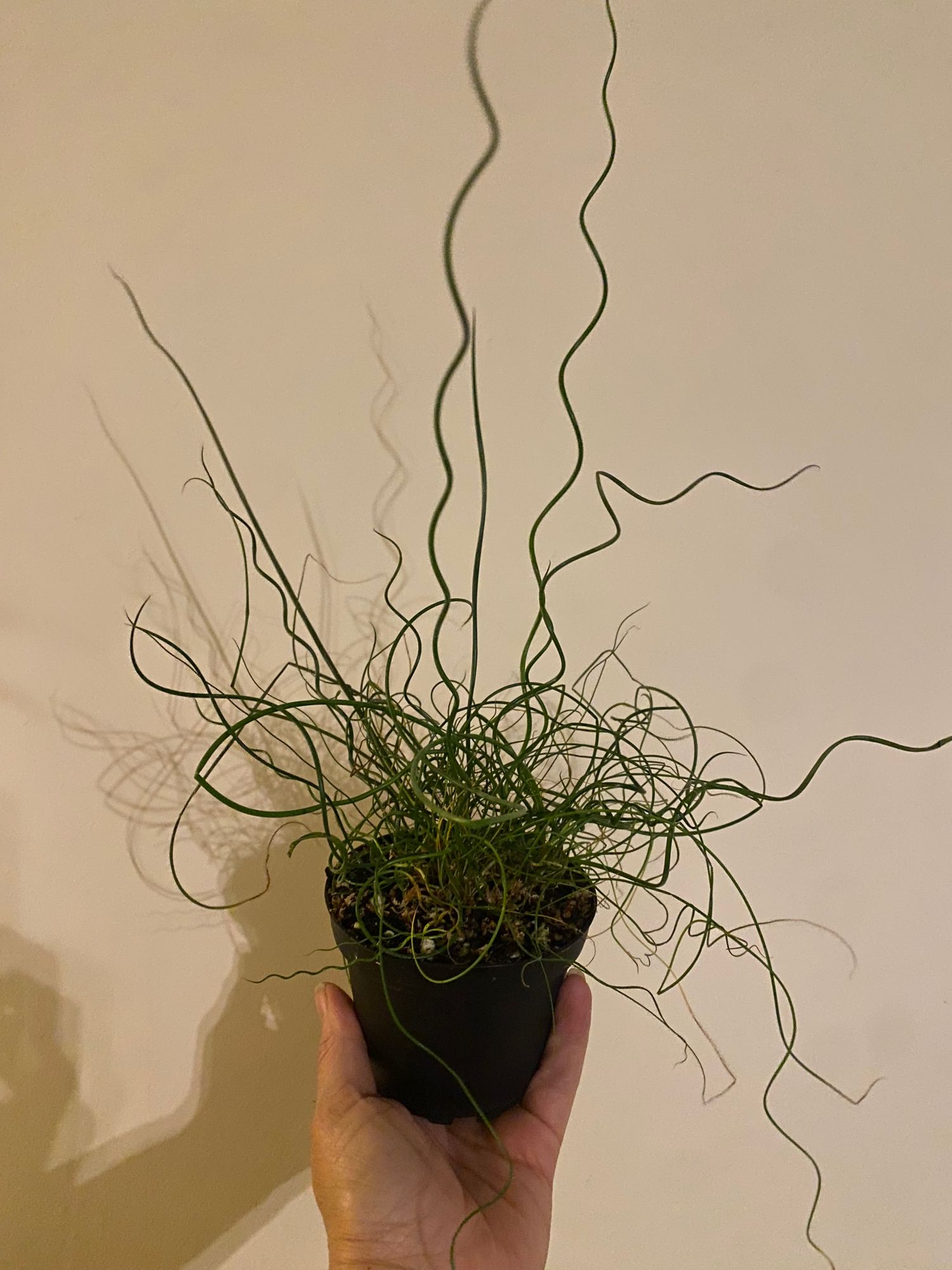 ivy smart planter Ivy Smart Planter Gen 2 – The World's First Expressive Plant-Pet