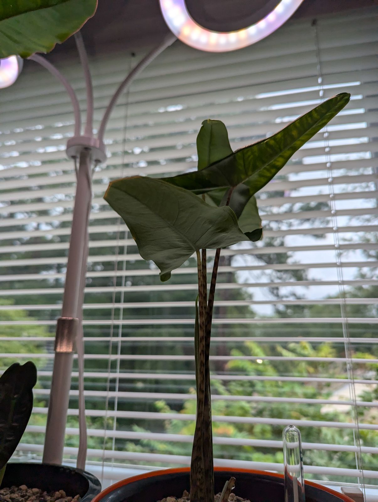 4" Alocasia 'Tigrina Superba' - BWH Plant Co.