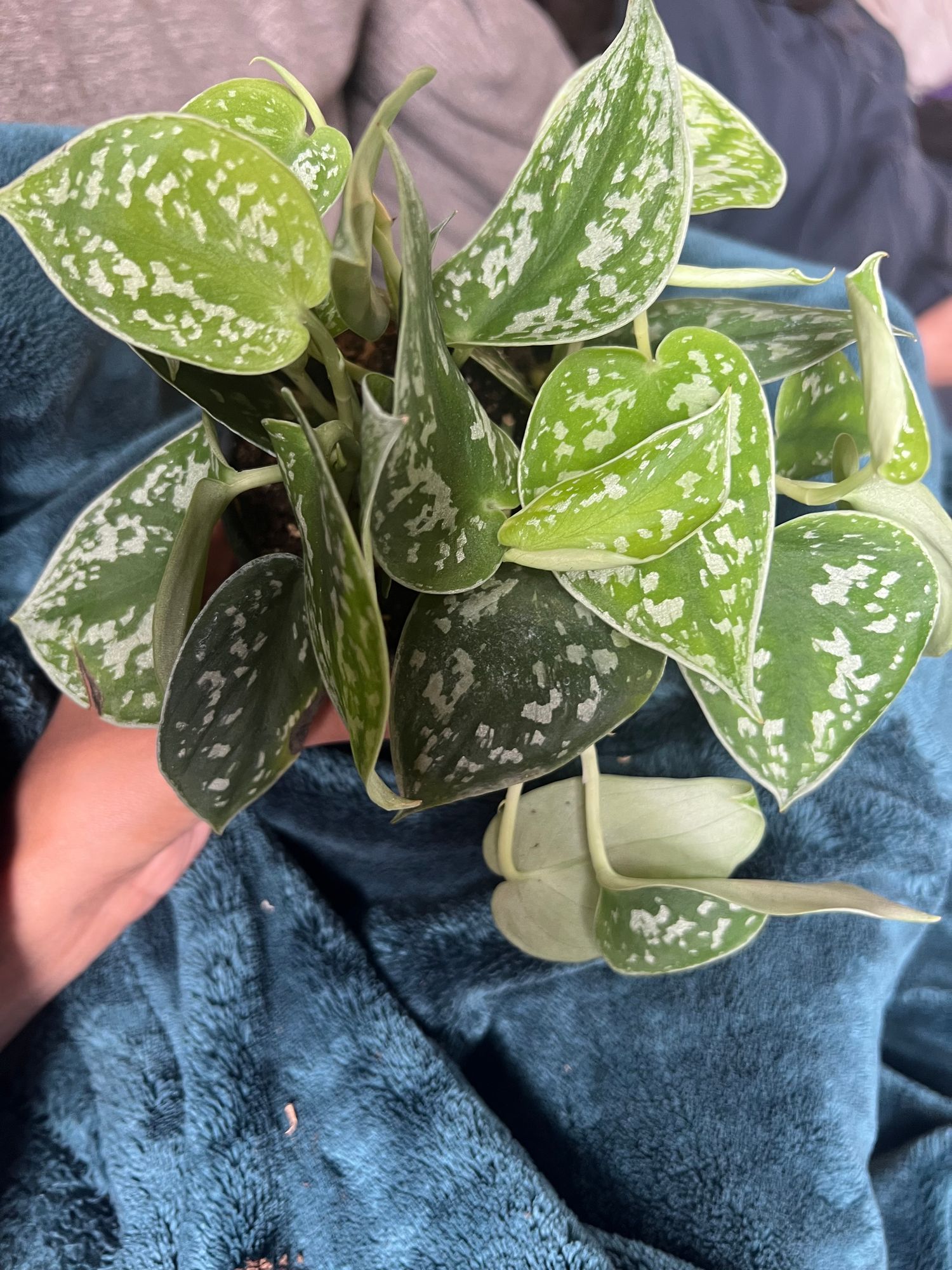philodendron scandens rio Philodendron Scandens Rio - Rare Plant - Beautiful Plant main image 1