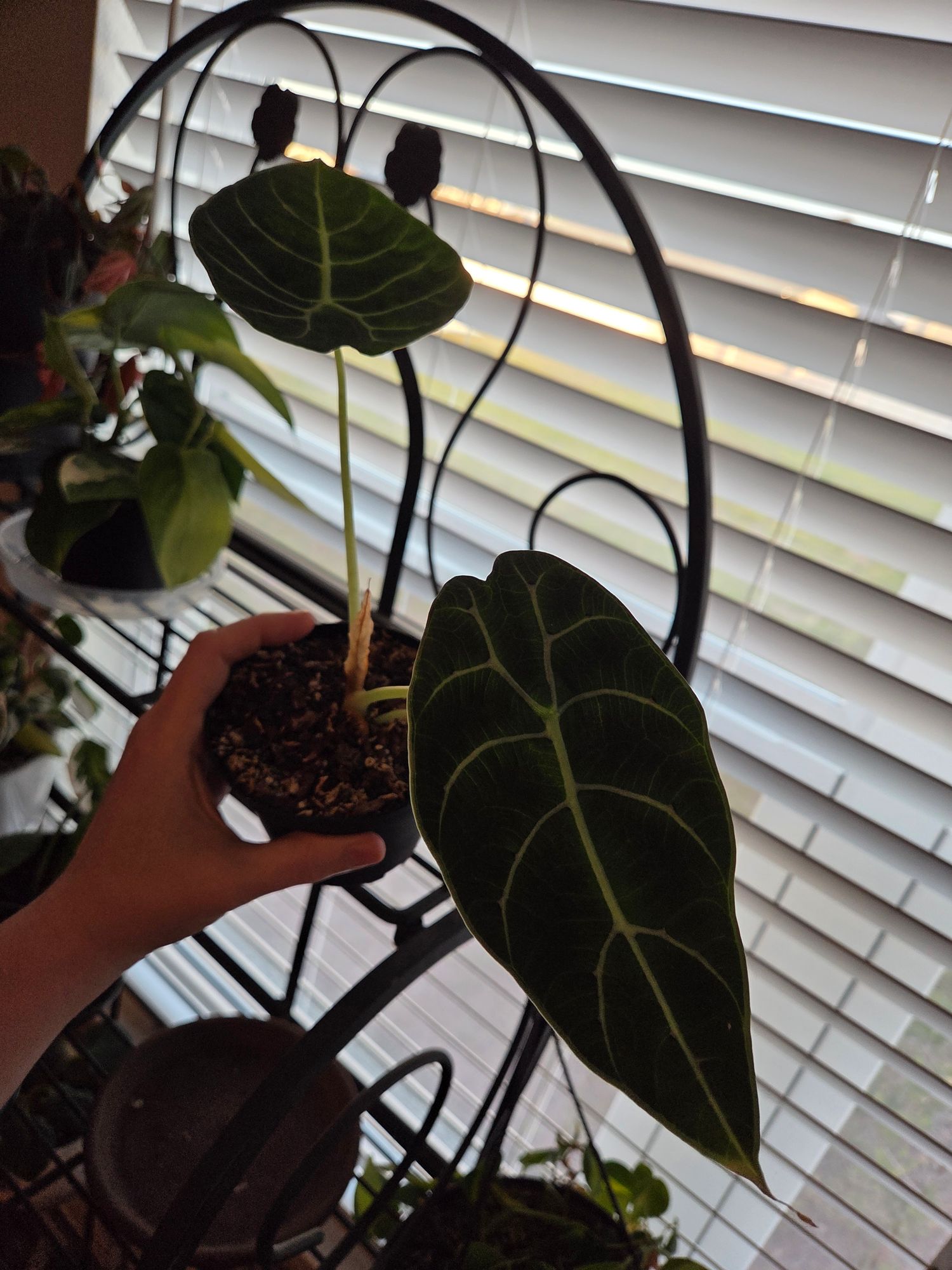 4" Alocasia 'Watsoniana'  BWH Plant Co