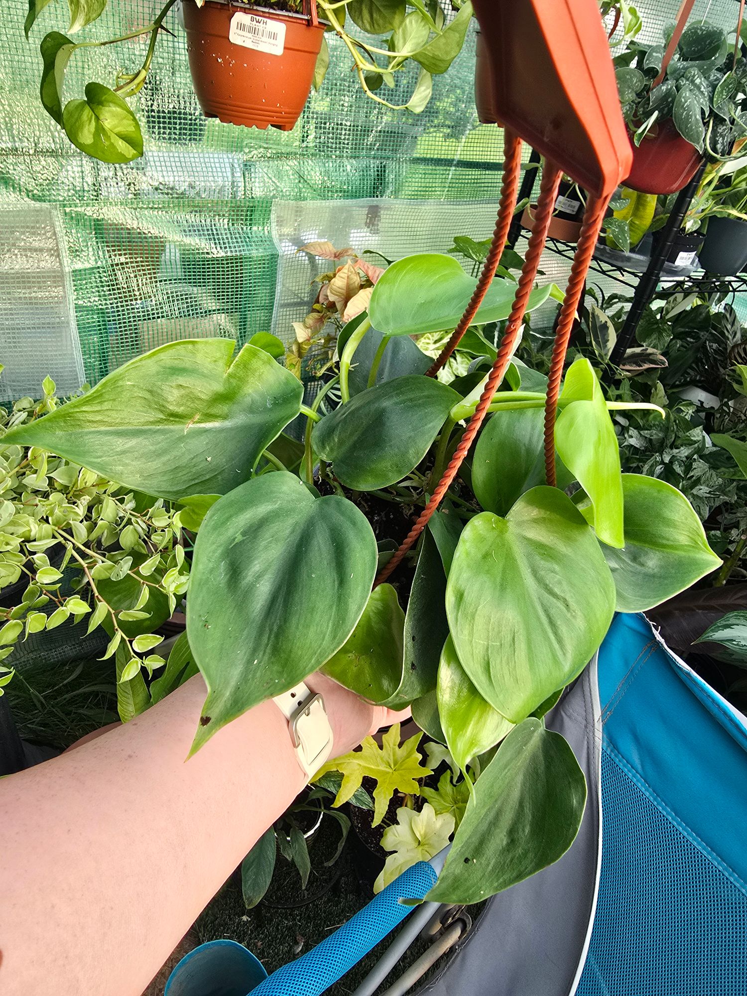 philodendron obliqua peru Monstera Obliqua Peru main image 0