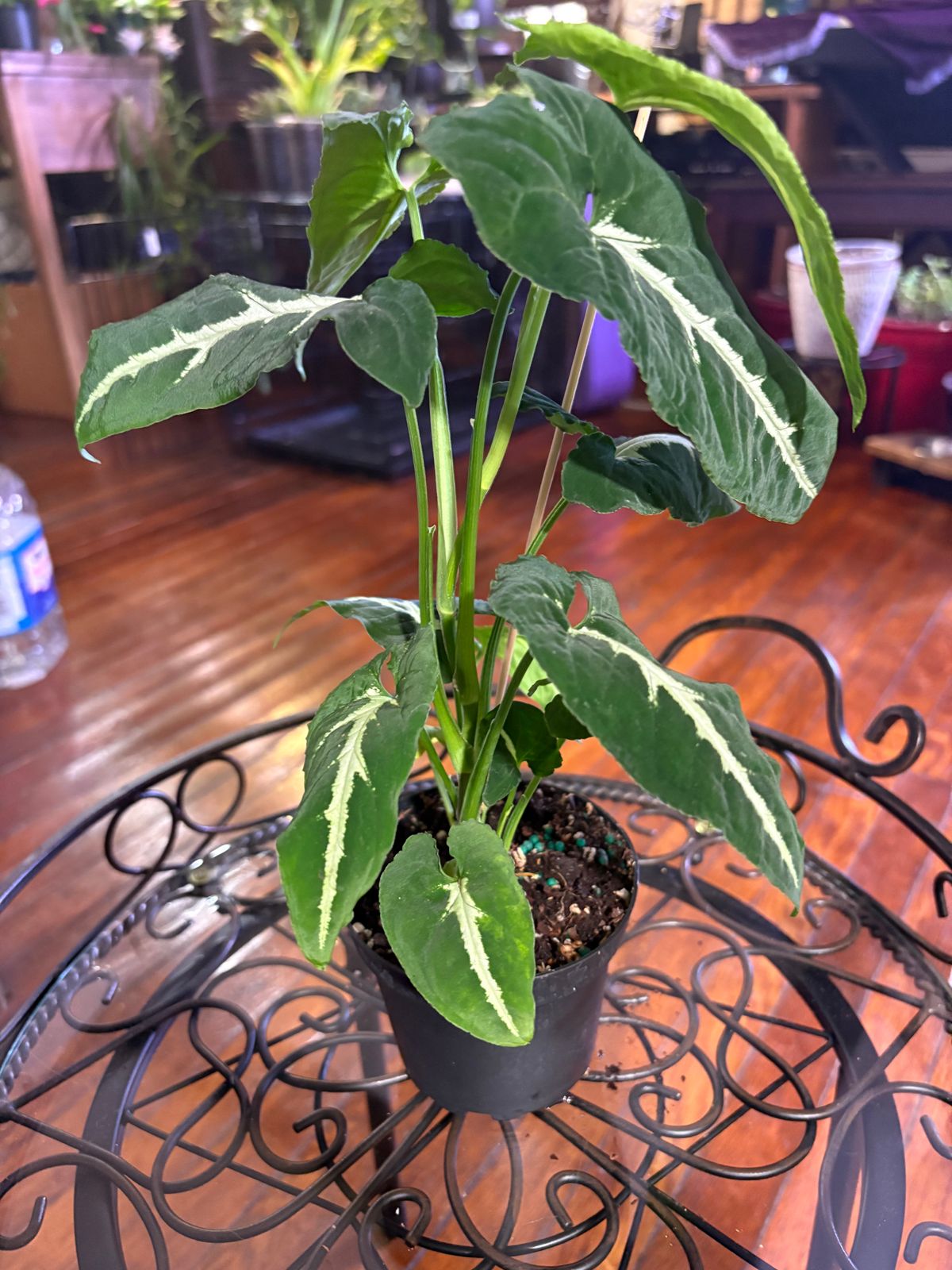 4" Syngonium 'Wendlandii' - BWH Plant Co.