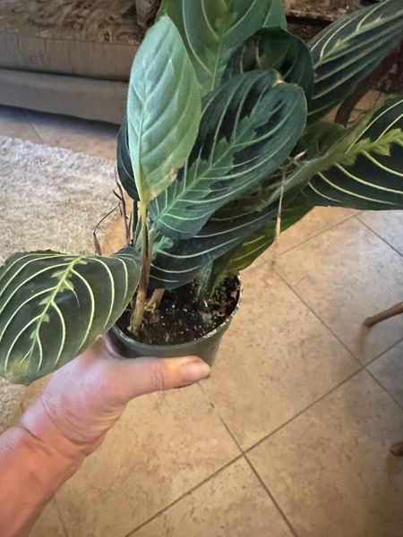 best soil to plant snake plants in Snake Plant Soil Mix - 4 Quart main image 1