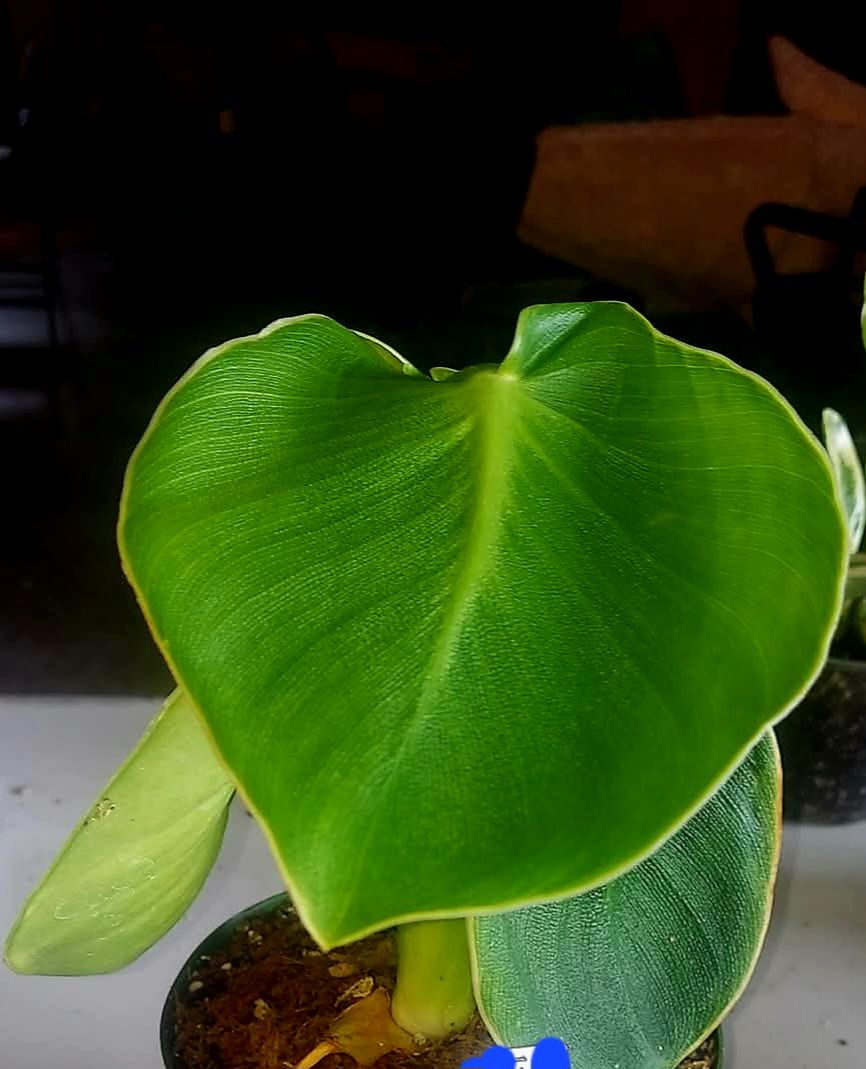 philodendron crocodile Philodendron 'Golden Crocodile' main image 1