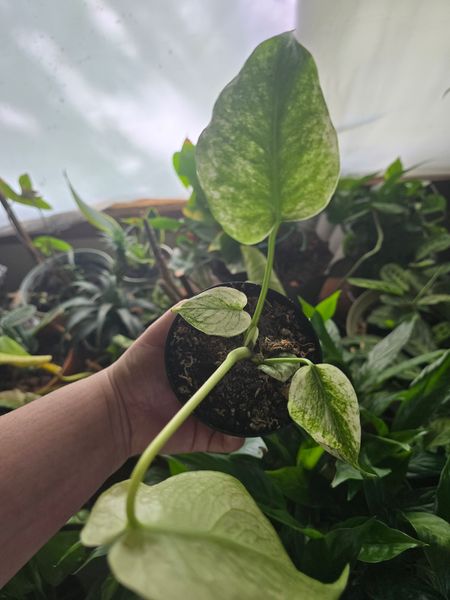ghost philodendron Philodendron 'Florida Ghost' | Indoor Plant | Tropical Plant | Potted Plant