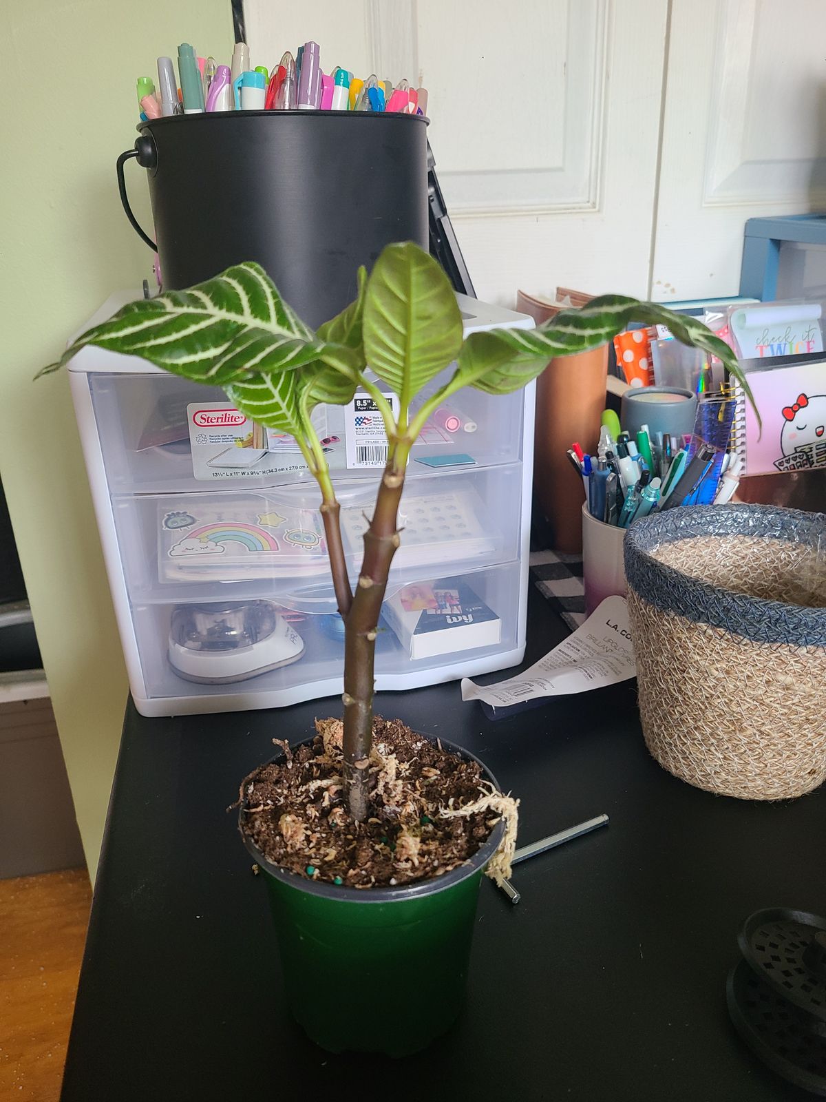 4" Aphelandra 'Zebra Plant'  BWH Plant Co