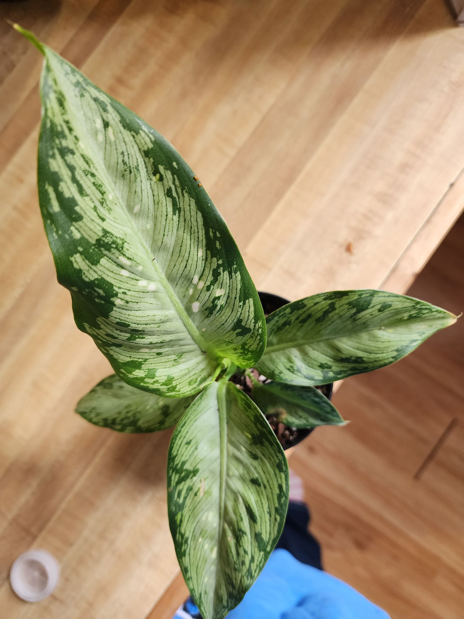 money tree tree Large - Pachira