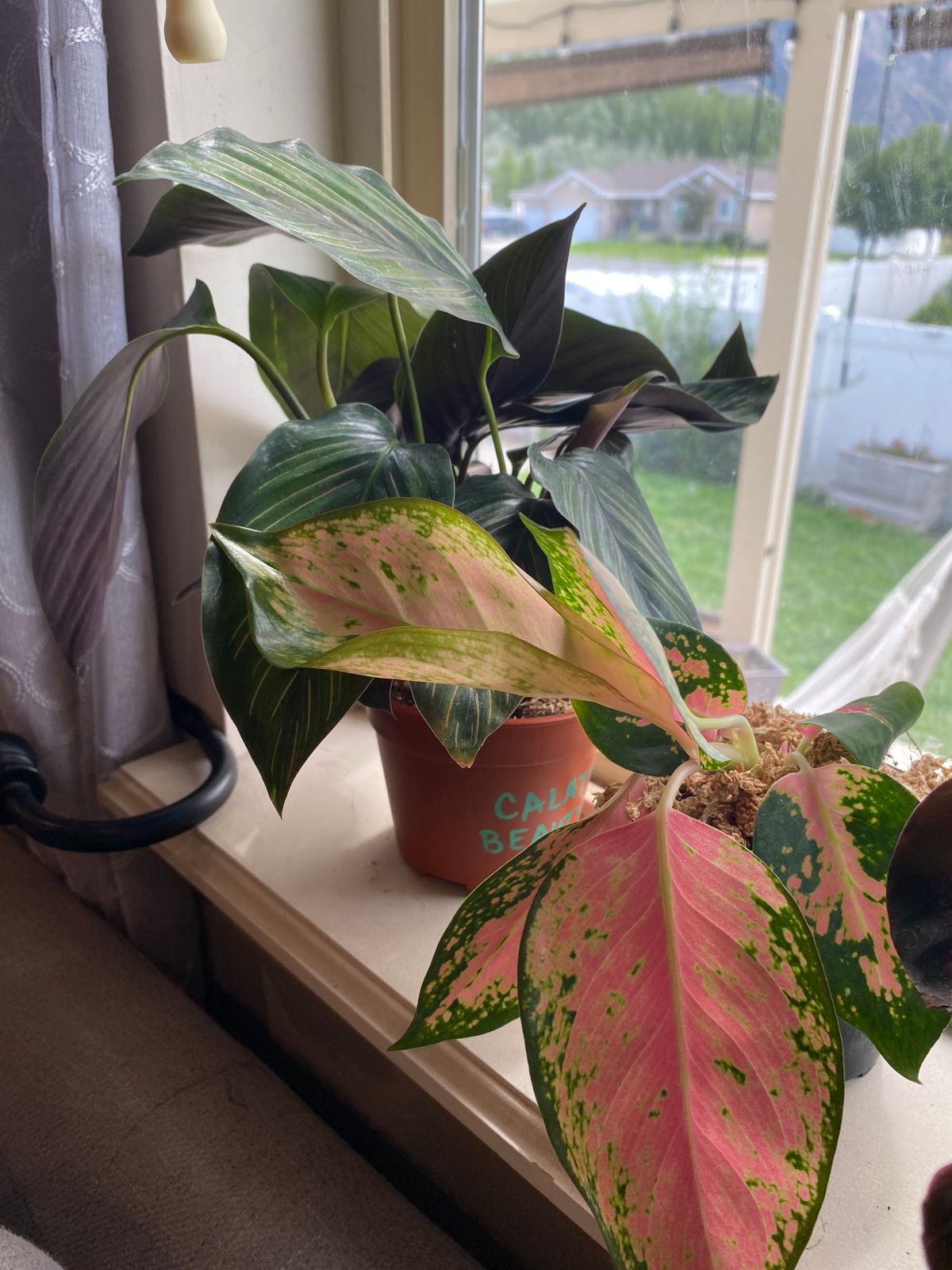4" Aglaonema 'China Red'  BWH Plant Co