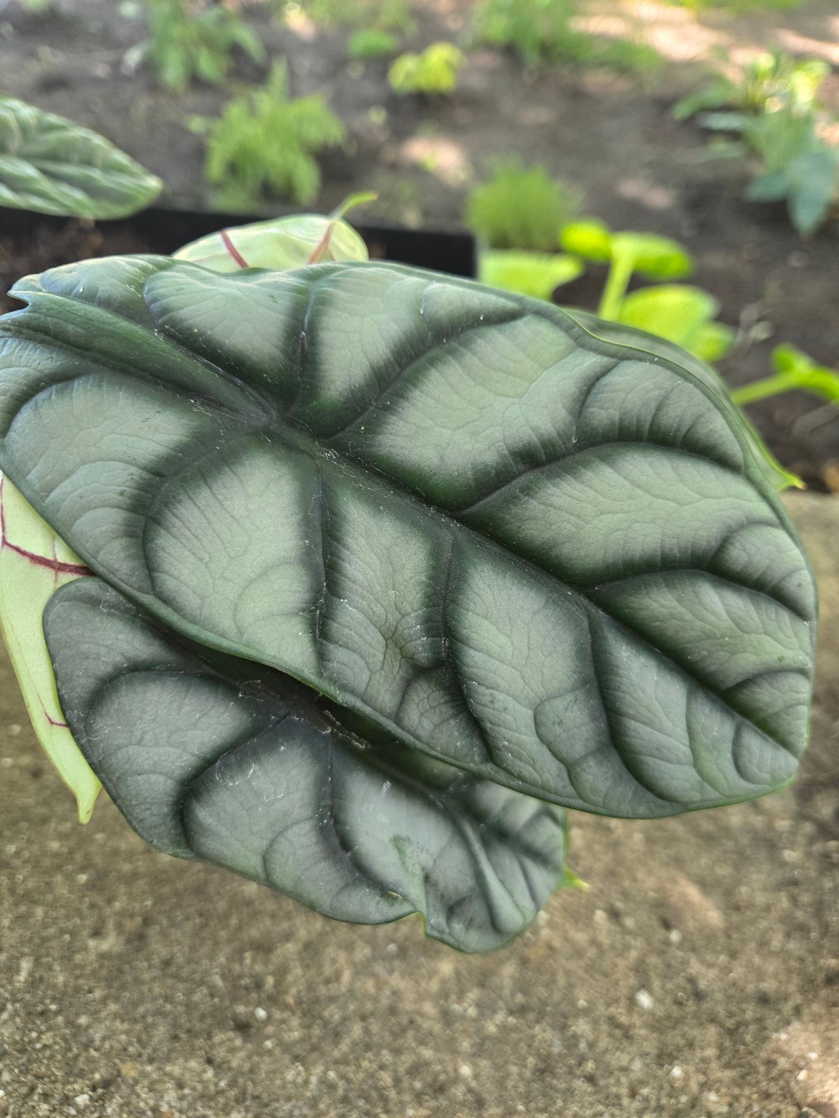 propagate heartleaf philodendron Philodendron Brazil Cuttings | Heartleaf Philodendron & Marble Queen Pothos  Cuttings