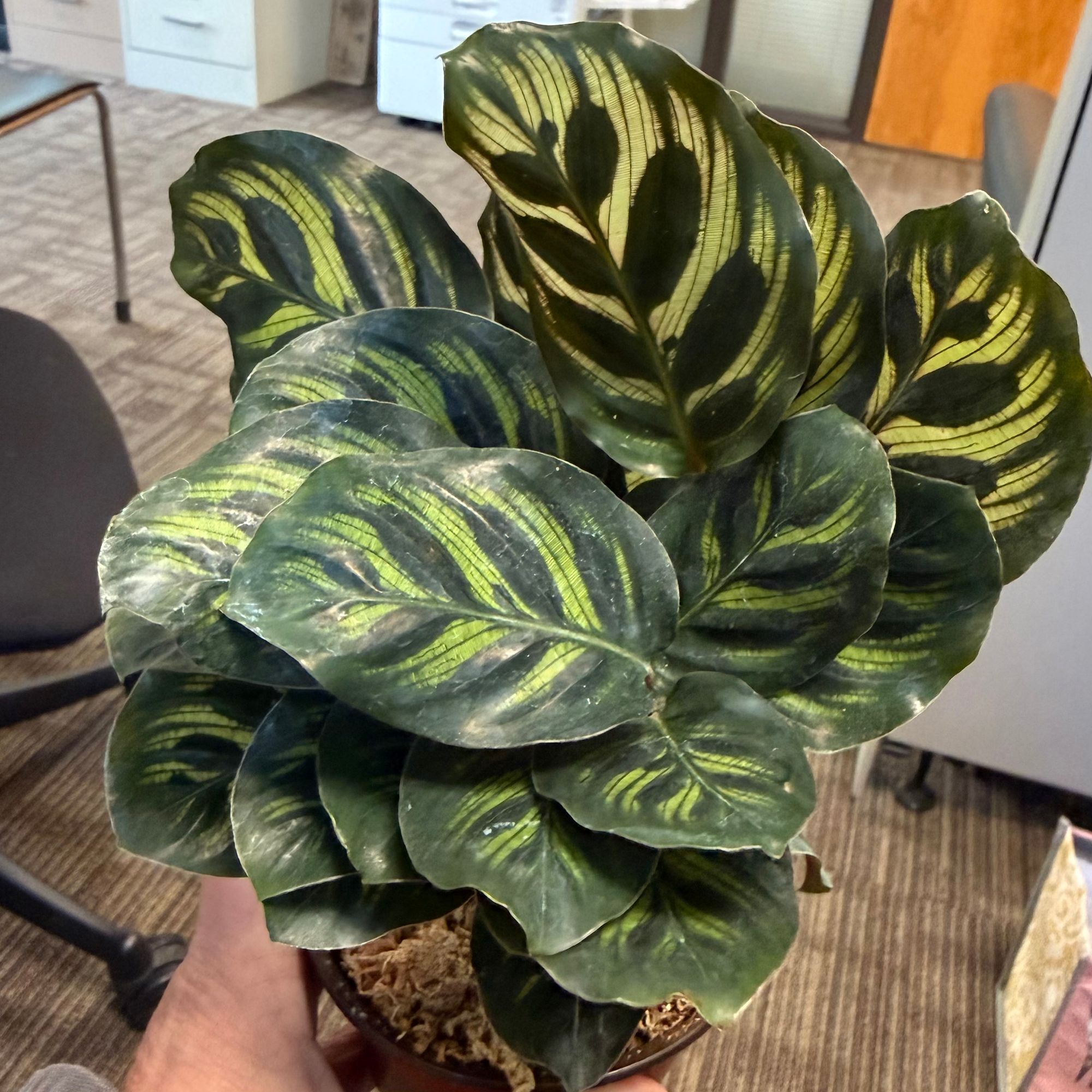 4" Calathea 'Makoyana' - BWH Plant Co.